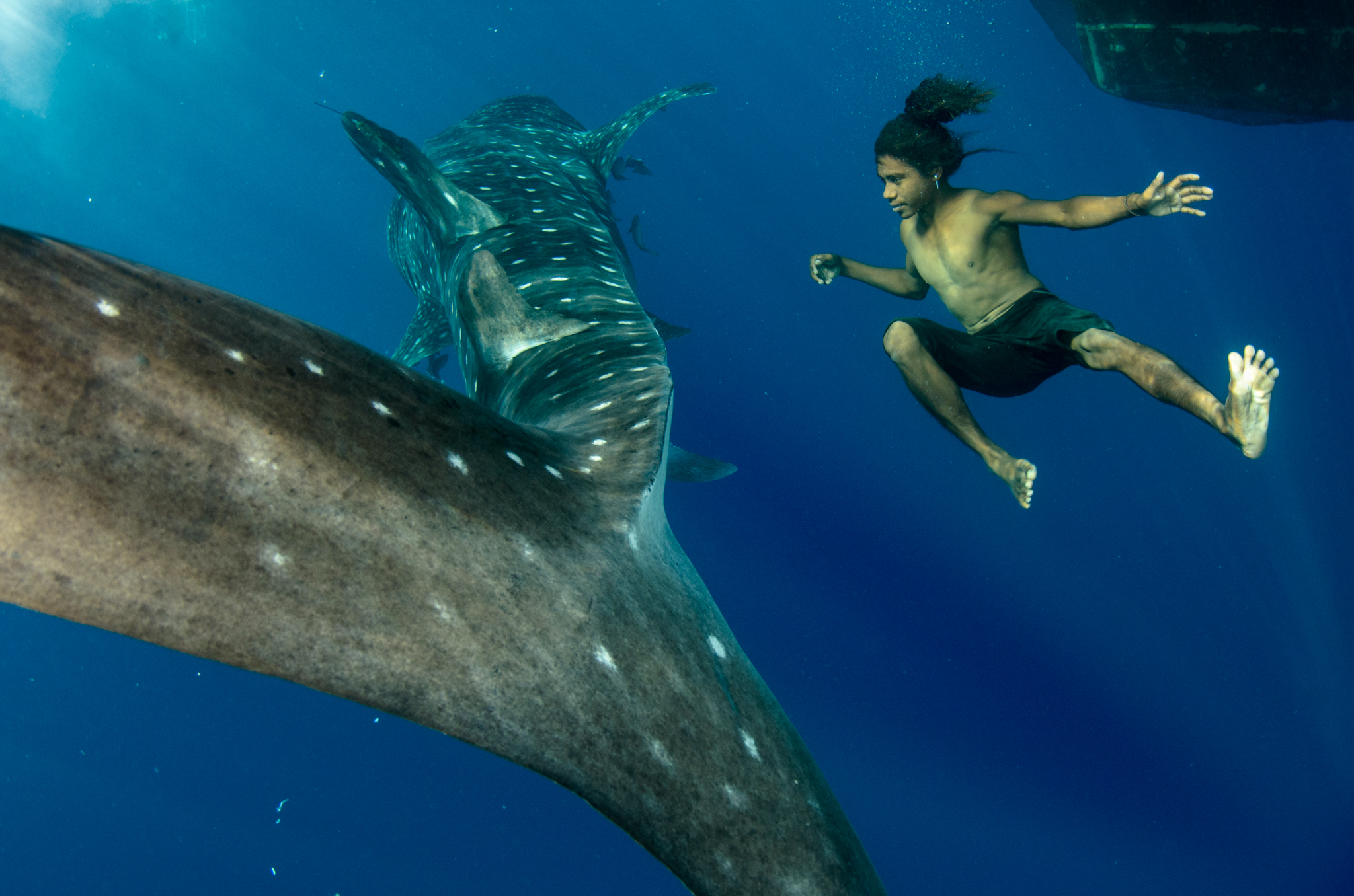 A young fisherman, without mask, snorkel, or flippers jumps in with a whale shark as the behemoth passes by his bagan.