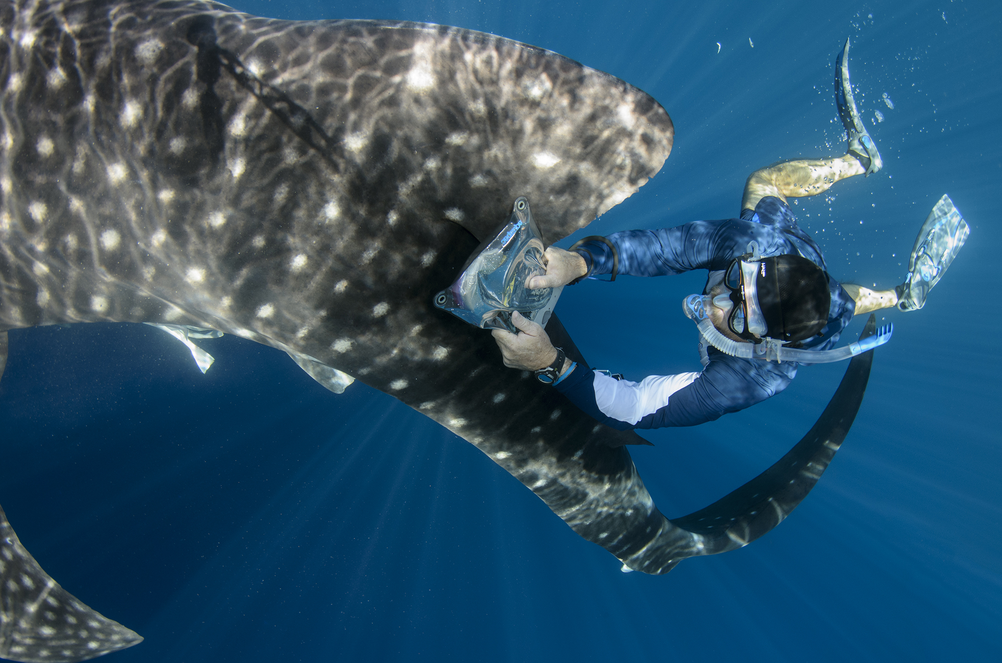 A scientist runs a portable tag reader along the side of a whale shark in search of a PIT tag. These tags, placed under the skin of the sharks, enable researchers to track the movements of individuals over the course of their lifetimes.