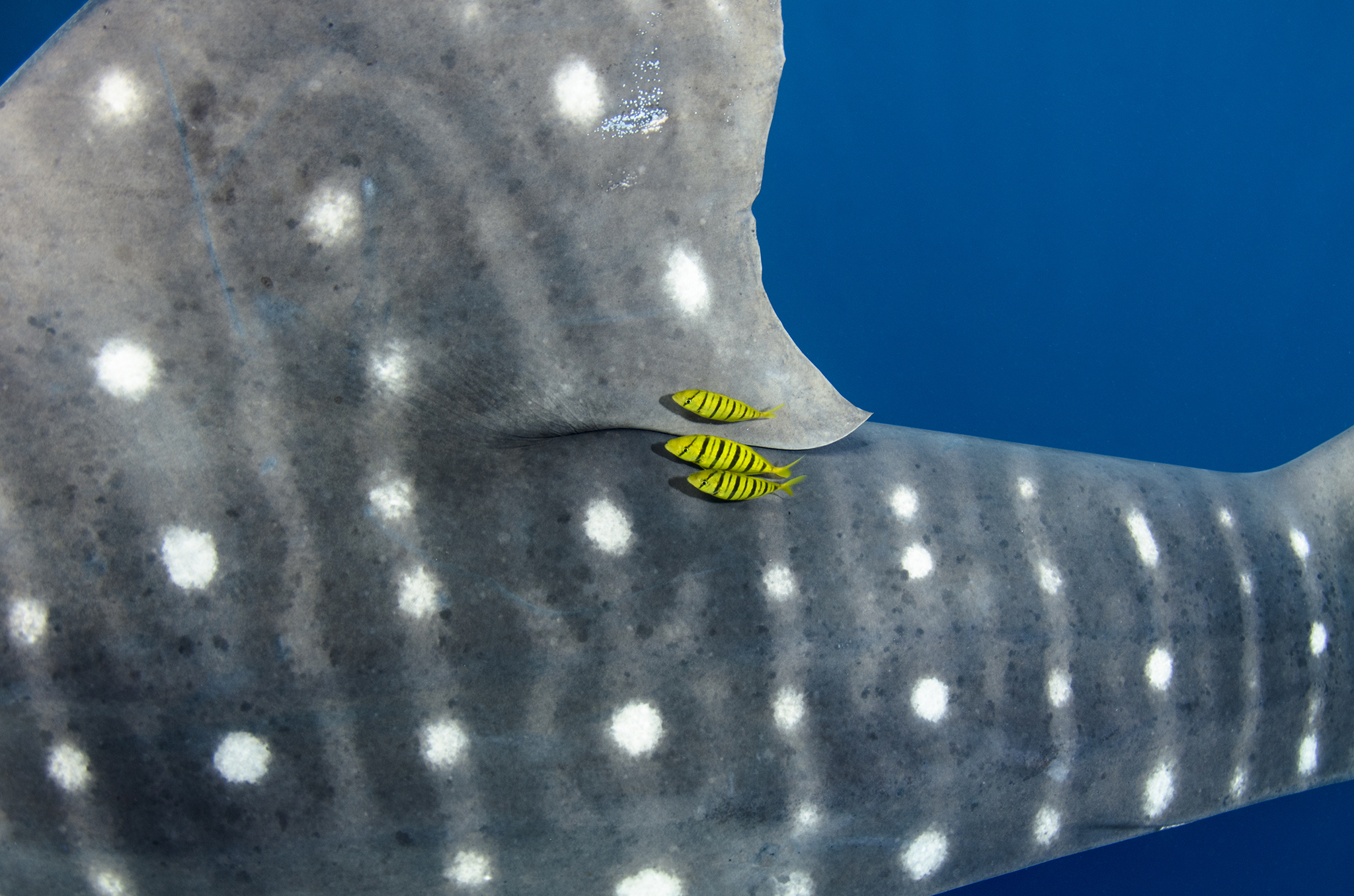 Golden trevallies (Gnathanodon speciosus) swim at the base of a whale shark’s dorsal fin.