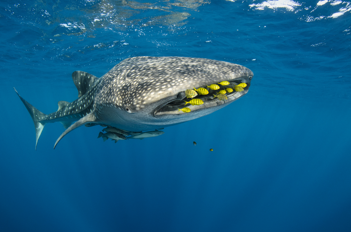 Juvenile golden trevallies ride in the slipstream in front of the whale shark’s mouth, seemingly piloting the giant through the water.