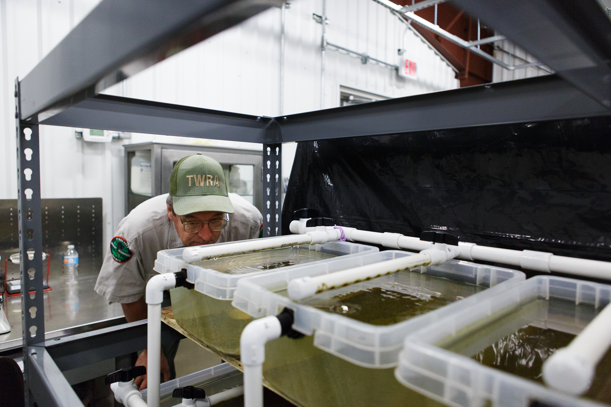 David Sims inspects juvenile mussels housed in a row of culture tanks in the Cumberland Aquatic Center. Photograph by Kathryn Whitney
