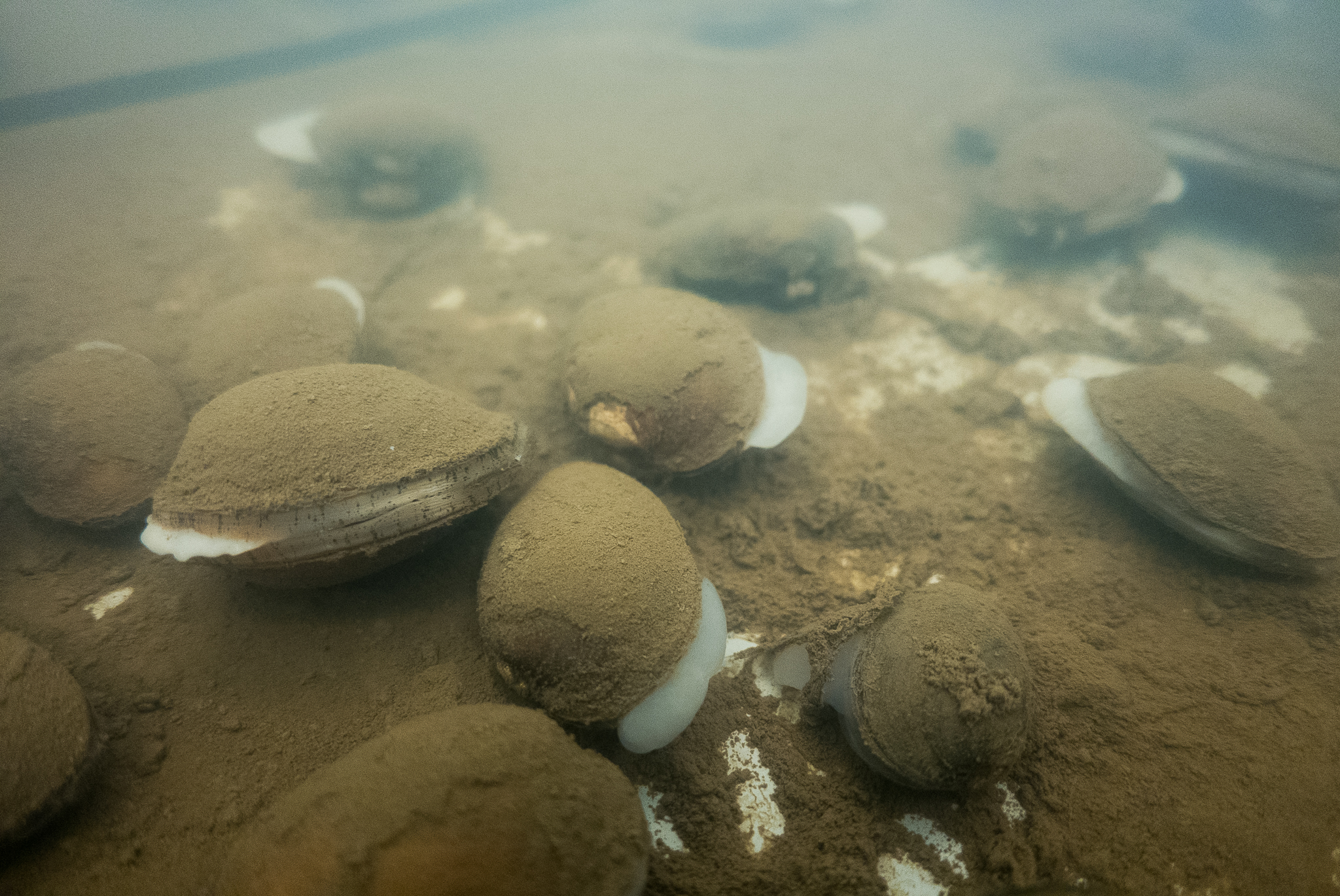 Mature oyster shell mussels propagated at the Cumberland Aquatic Center—photograph by Kathryn Whitney