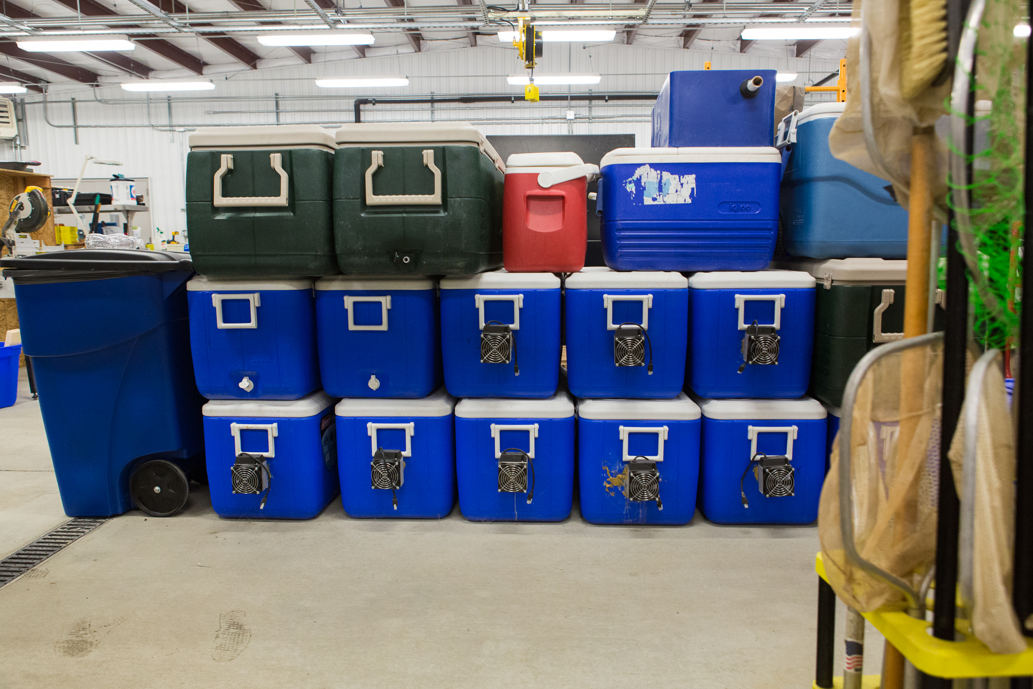 Coolers that scientists a the Cumberland Aquatic Center use to maintain stable temperatures for freshwater mussels during transport—photograph by Kathryn Whitney