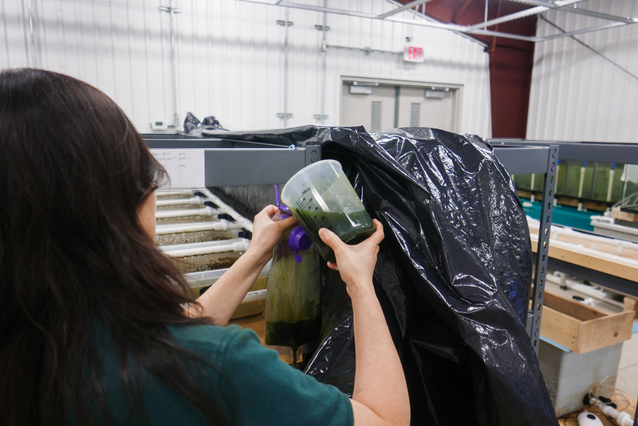 Cumberland Aquatic Center scientist Dan Hua feeds juvenile mussels a plankton solution. Photograph by Kathryn Whitney