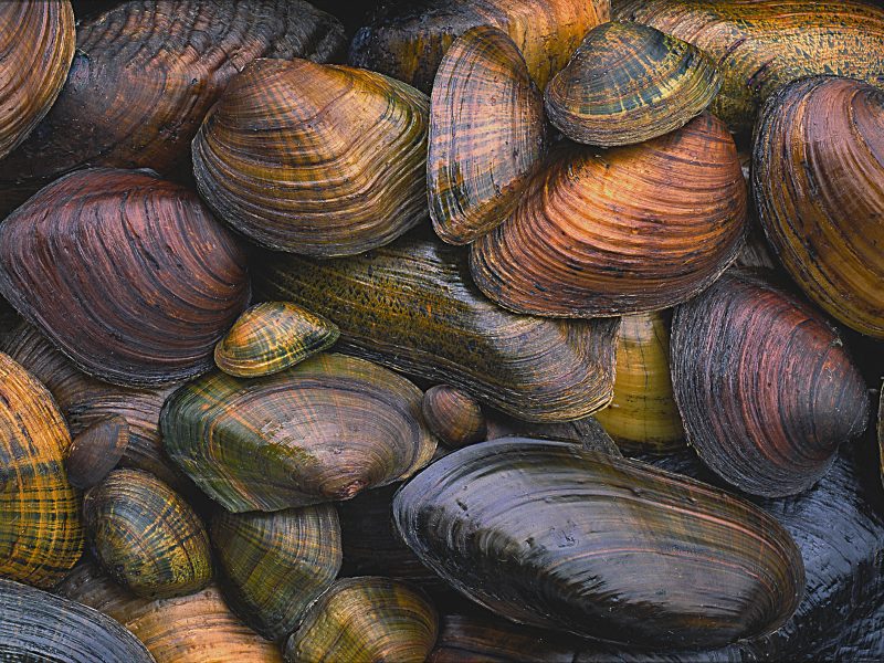 A variety of freshwater mussels illustrates the wide diversity of sizes, shapes and colors in this, the most imperiled group of organisms in the U.S. Photograph by Gary Meszaros
