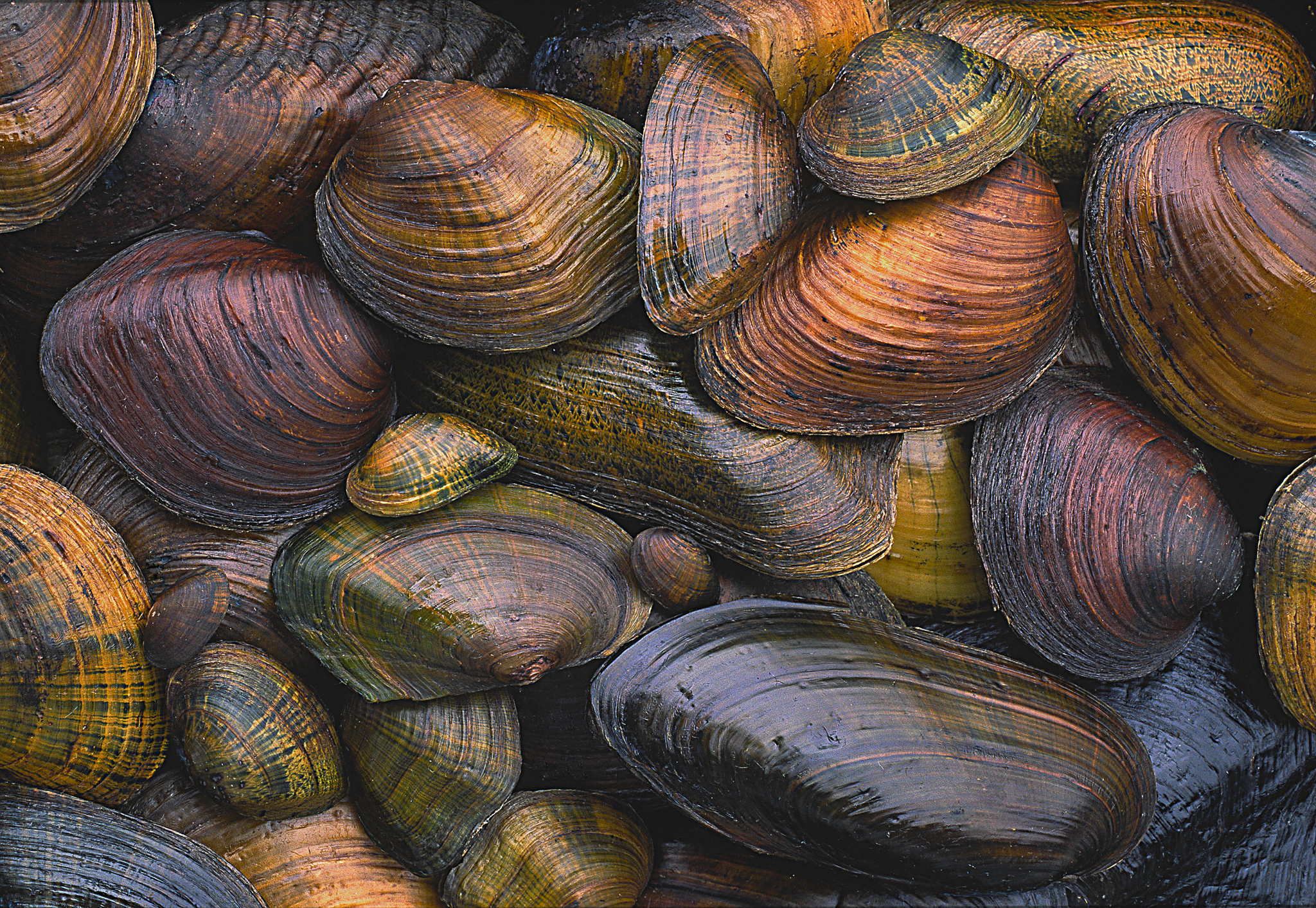 A variety of freshwater mussels illustrates the wide diversity of sizes, shapes and colors in this, the most imperiled group of organisms in the U.S. Photograph by Gary Meszaros