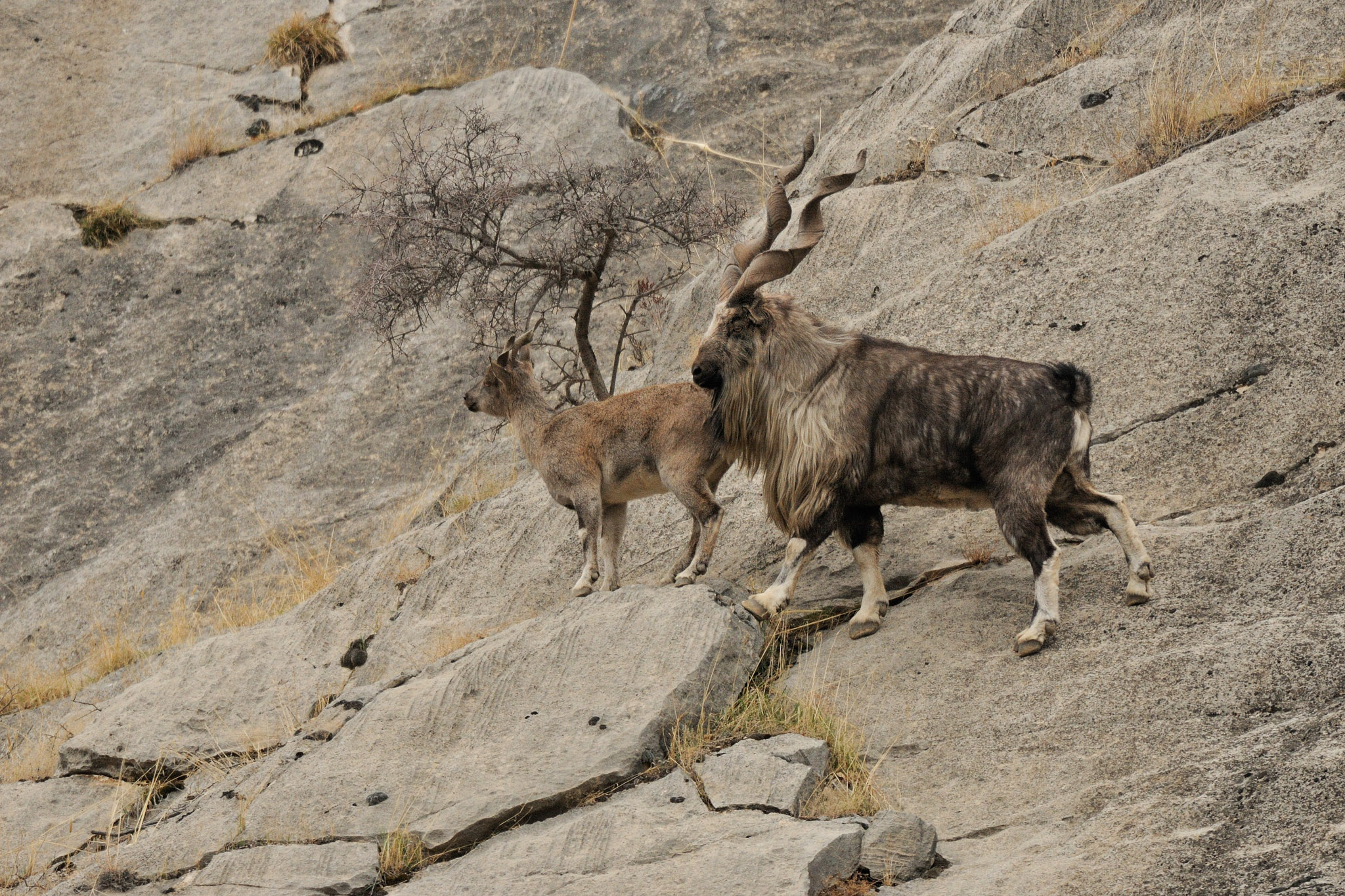 A male and female marhkor (Capra falconeri), Tajikistan, Central Asia—photograph by Eric Dragesco