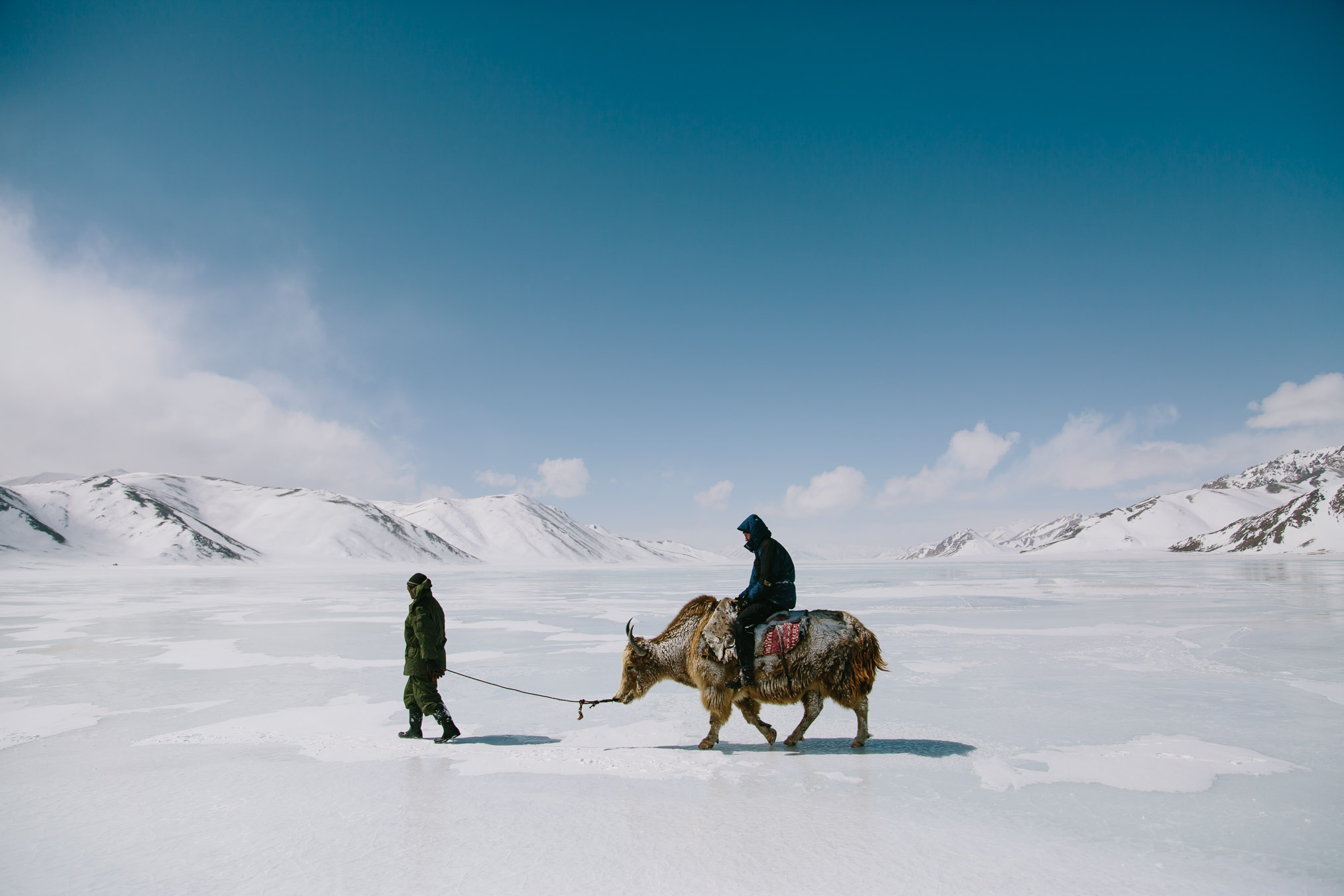 A Burgut ranger leads a yak ridden by one of the one of the Panthera biologists across the snow and ice. Photograph by Joel Caldwell