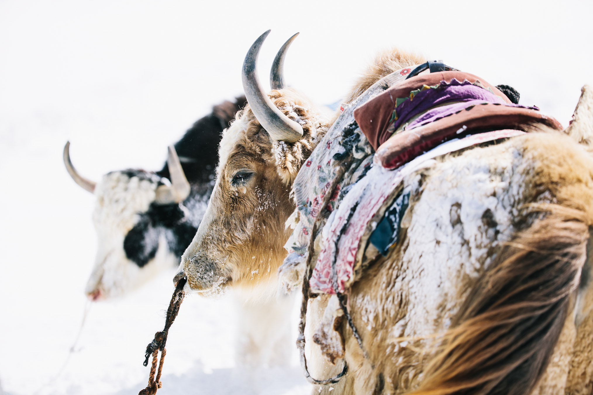 Domestic yaks in Alichur ridden by Panthera biologists and journalist Jason Goldman—photograph by Joel Caldwell