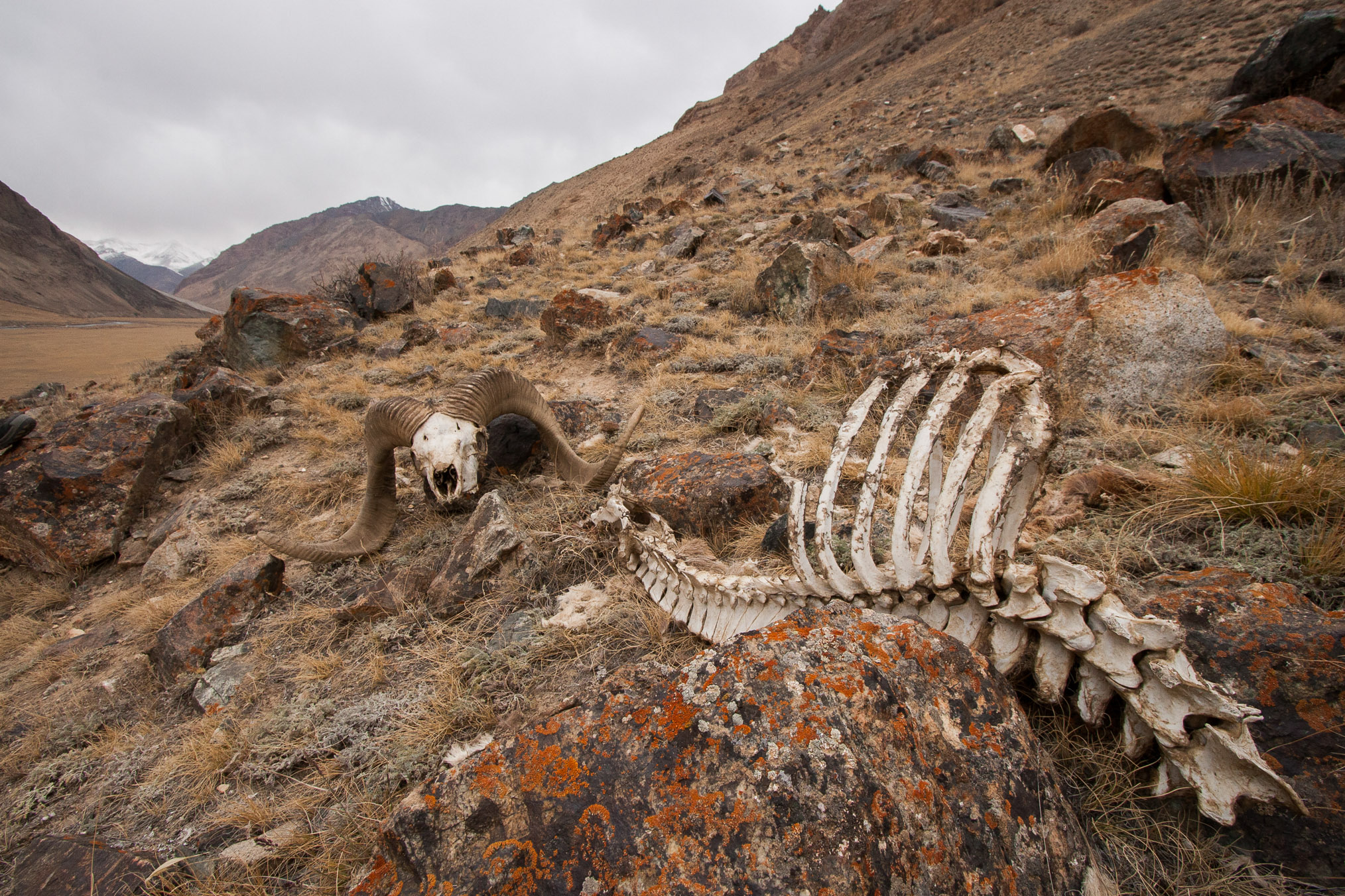 The skeleton and skull of a male argali (Ovis ammon), all that remains of a previous snow leopard (Panthera uncia) kill in the Sarychat-Ertash Strict Nature Reserve, Tien Shan Mountains, eastern Kyrgyzstan. Photograph by Sebastian Kennerknecht