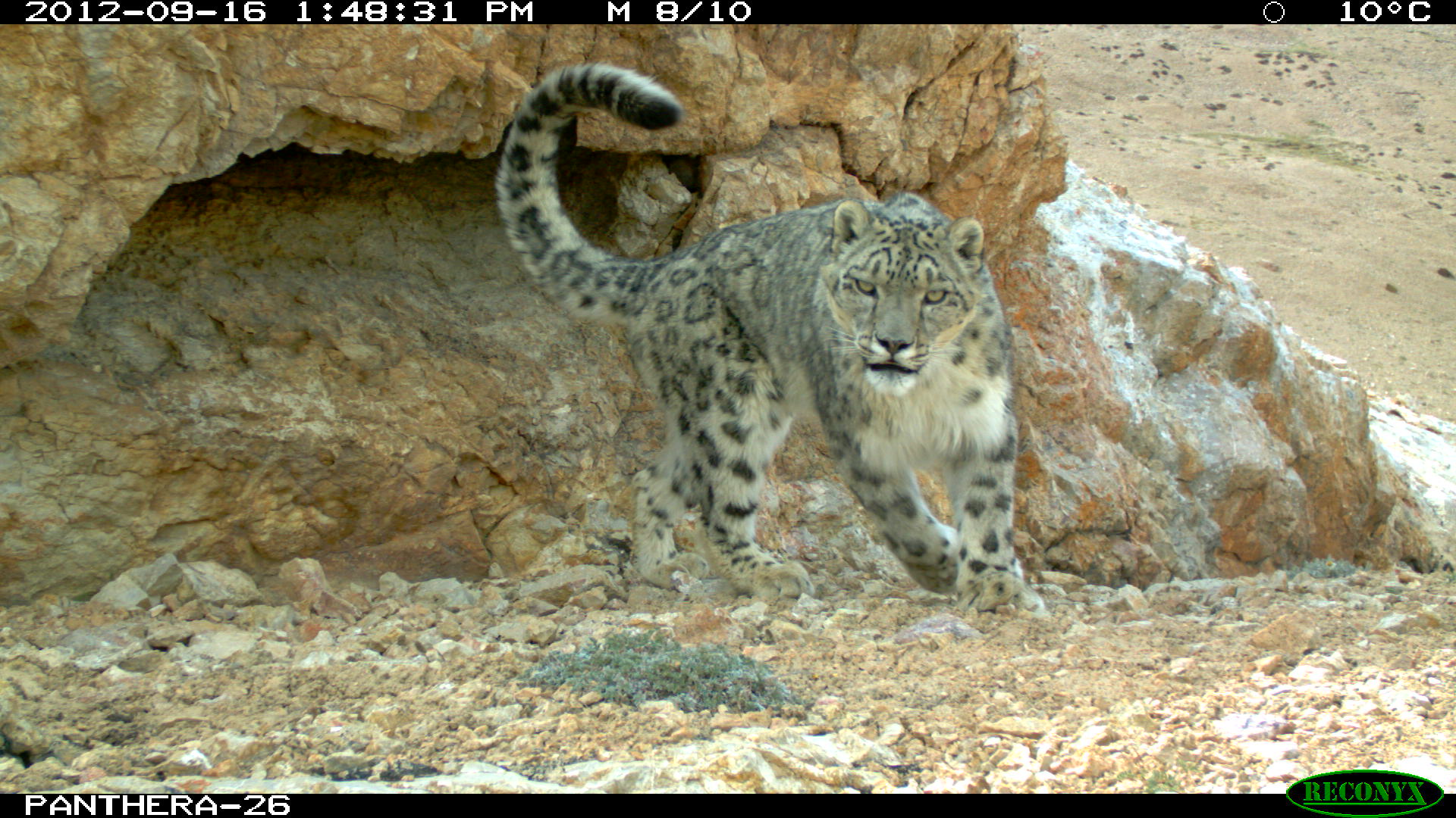 Snow leopard (Panthera uncia) caught by camera trap in Jarty Gumbez, Murghab Conservancy—photograph © Kachel/Panthera/AoS/UD