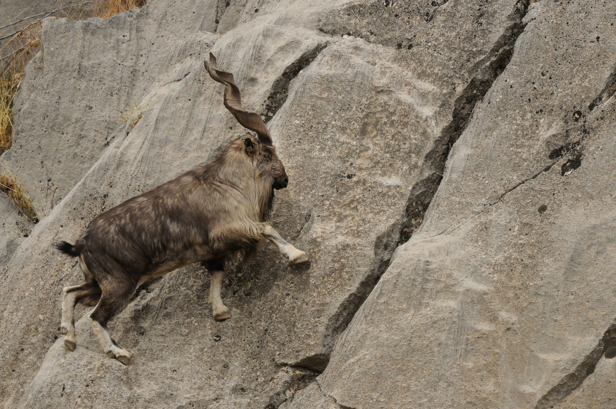 A male markhor (Capra falconeri) traversing a steep cliff, Tajikistan, Central Asia—photograph by Eric Dragesco