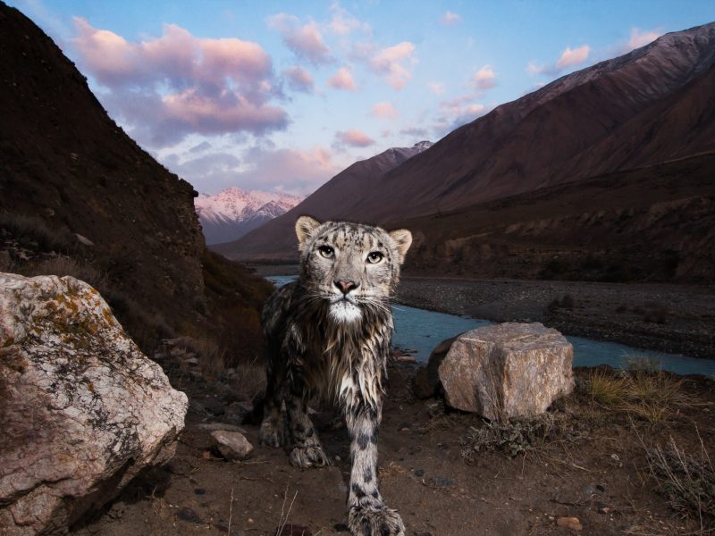 A female snow leopard (Panthera uncia), wet after crossing the Uchkul River, Sarychat-Ertash Strict Nature Reserve, Tien Shan Mountains, eastern Kyrgyzstan—photography by Sebastian Kennerknecht