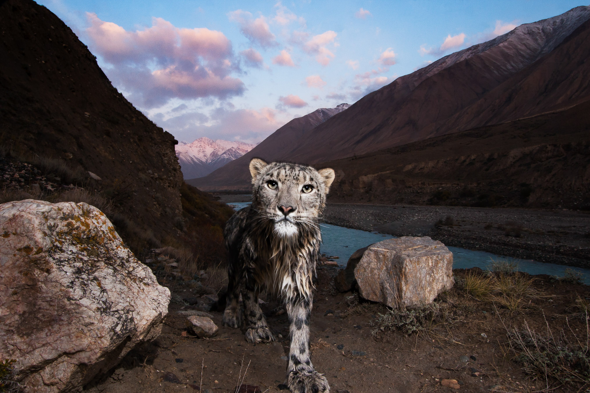A female snow leopard (Panthera uncia), wet after crossing the Uchkul River, Sarychat-Ertash Strict Nature Reserve, Tien Shan Mountains, eastern Kyrgyzstan—photography by Sebastian Kennerknecht