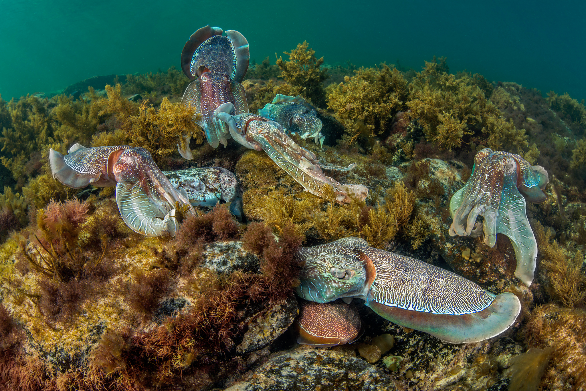 Female cuttlefish lay their eggs under flat rocks while dominant males stand guard. Males outnumber females by at least four to one, leading to interesting behavioral displays as the males compete for the females’ attention.