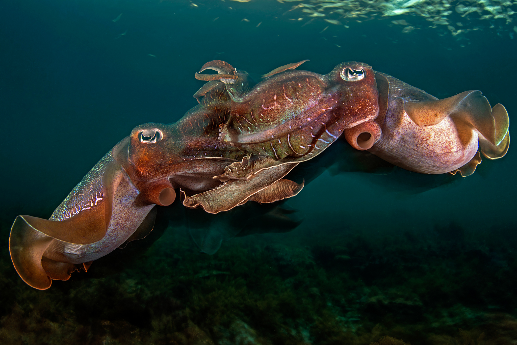A pair of giant Australian cuttlefish mate at dusk.