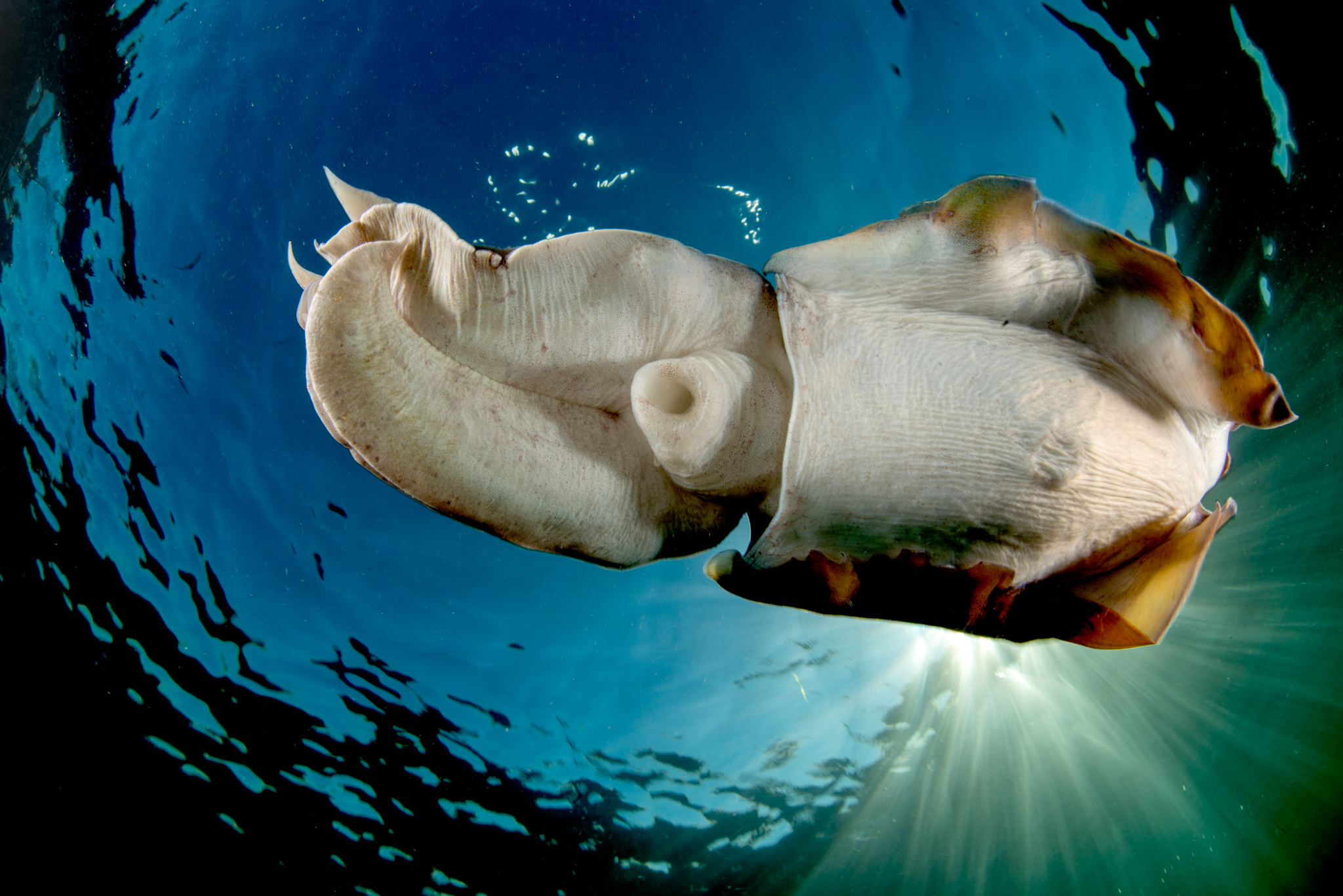 This cuttlefish has already mated and is nearing the end of its life. Toward the end of the cuttlefish breeding season, fights between competing males are common, and many bear scars from the encounters. Exhausted from these battles, the males often float to the surface, die, and wash ashore.