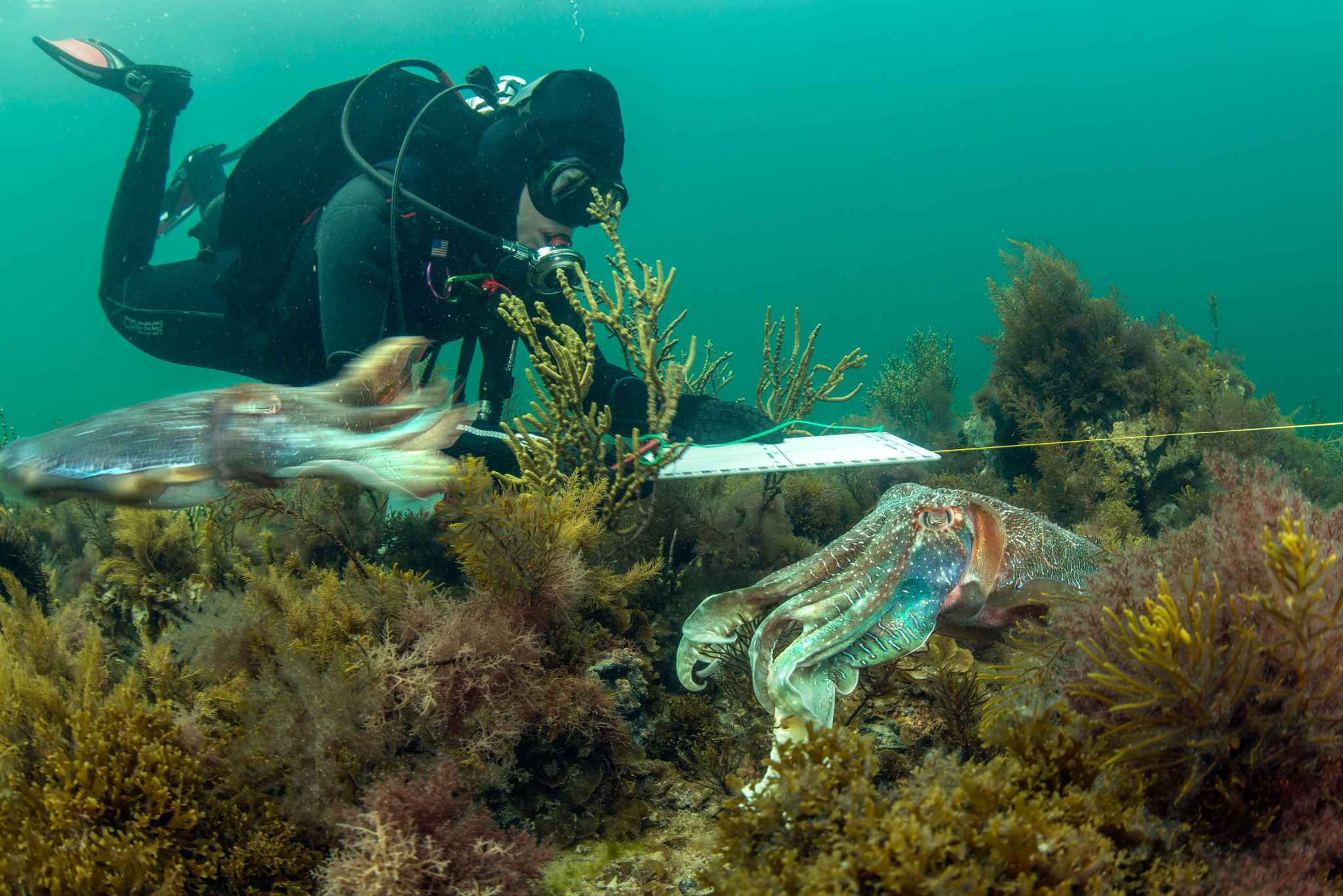 Since the formation of a cross-government cuttlefish working group in July 2012, several research projects have investigated concerns about the significant decline of cuttlefish numbers during the annual winter breeding aggregation in the Spencer Gulf.