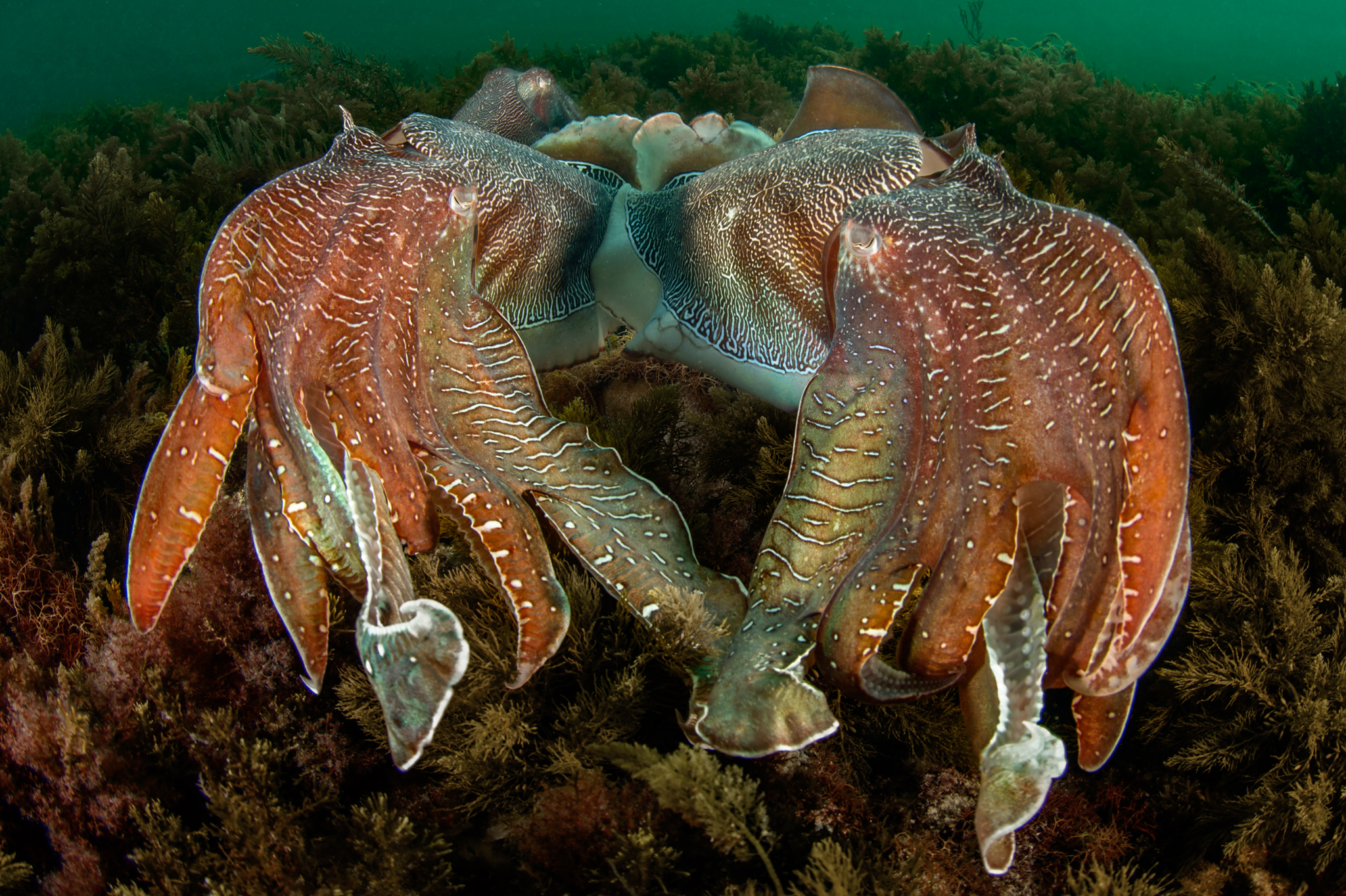 A pair of males engage in a full fighting display over a female, faintly visible in the top left of the photo. Their jostling often breaks out into bold physical displays during which their colors change like the light pattern of a strobe.