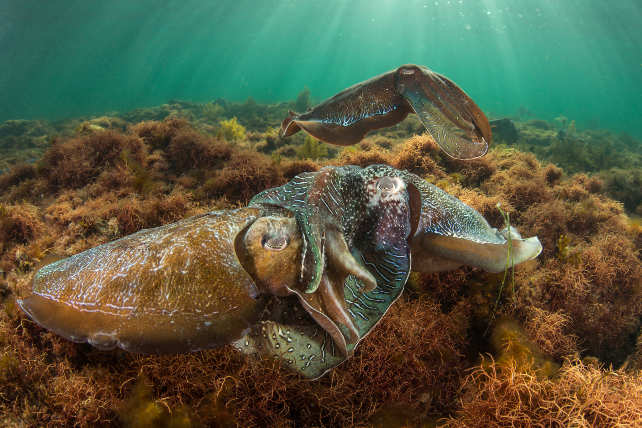 An unsuccessful male (top right) watches from the sidelines as the successful male (lower right) mates with the female cuttlefish (lower left).