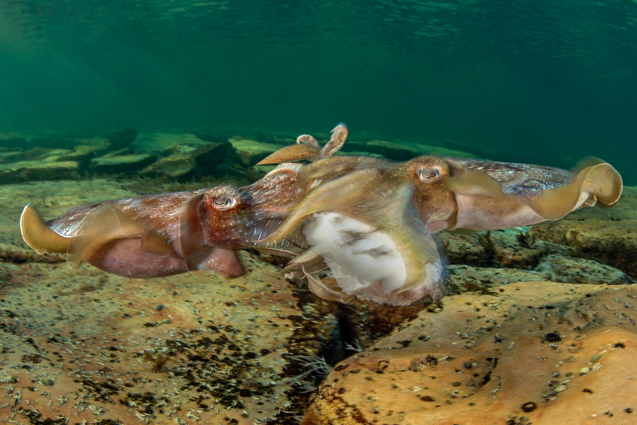 In a rarely witnessed scene, two cuttlefish fight over the body of a dead one, presumably in the hopes of feeding on the carcass.
