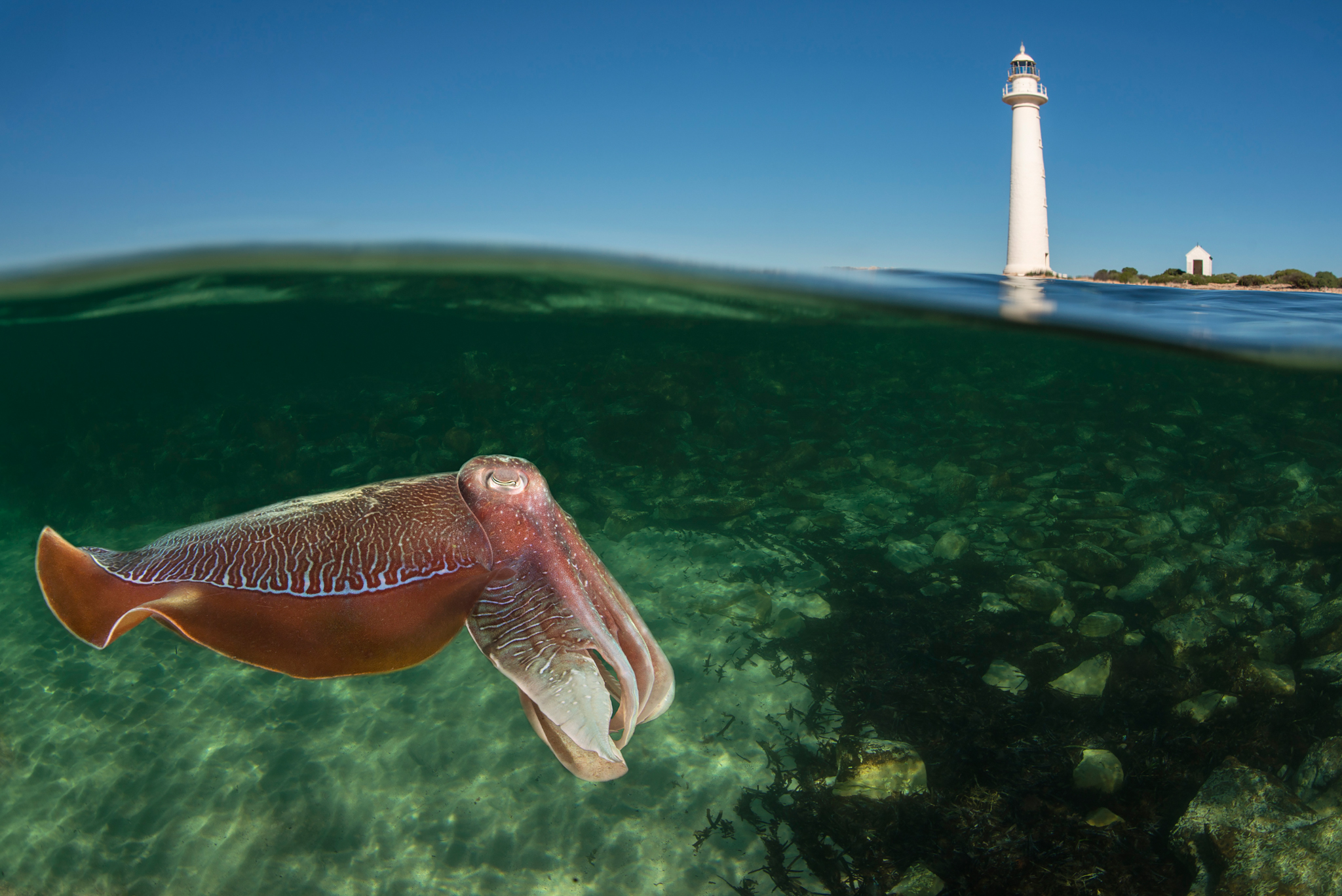 Justin Gilligan captured this split-level image of a giant Australian cuttlefish beneath the Point Lowly Lighthouse. The lighthouse was constructed in 1883 to guide ships safely through Spencer Gulf en route to Port Augusta and Port Pirie in South Australia.