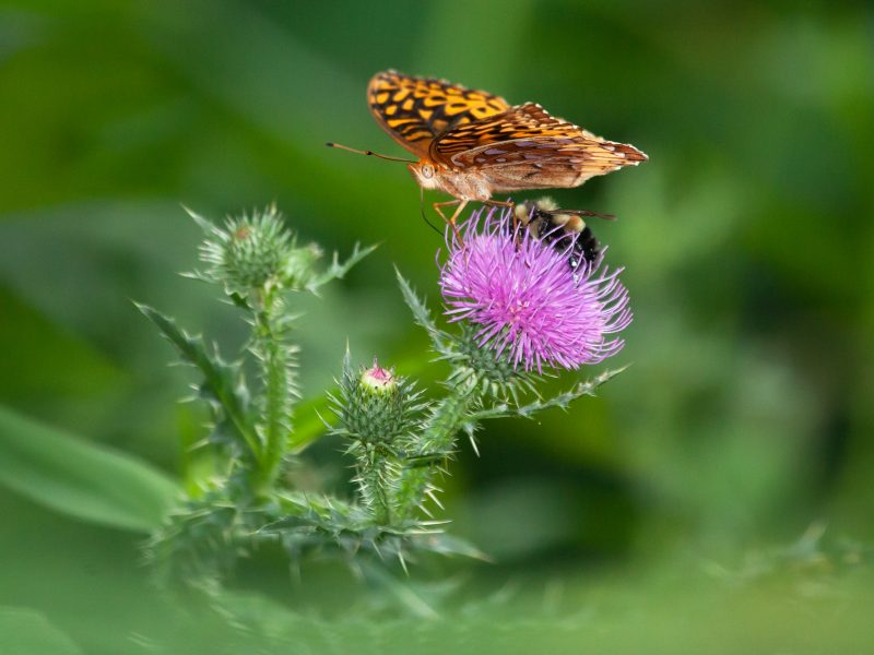 The rusty-patched bumblebee (seen here alongside this butterfly) is the first wild bee to be added to the endangered species list. Its presence on farms in Little Valley, Virginia has halted construction of the pipeline in the region. Photograph by Steven David Johnson