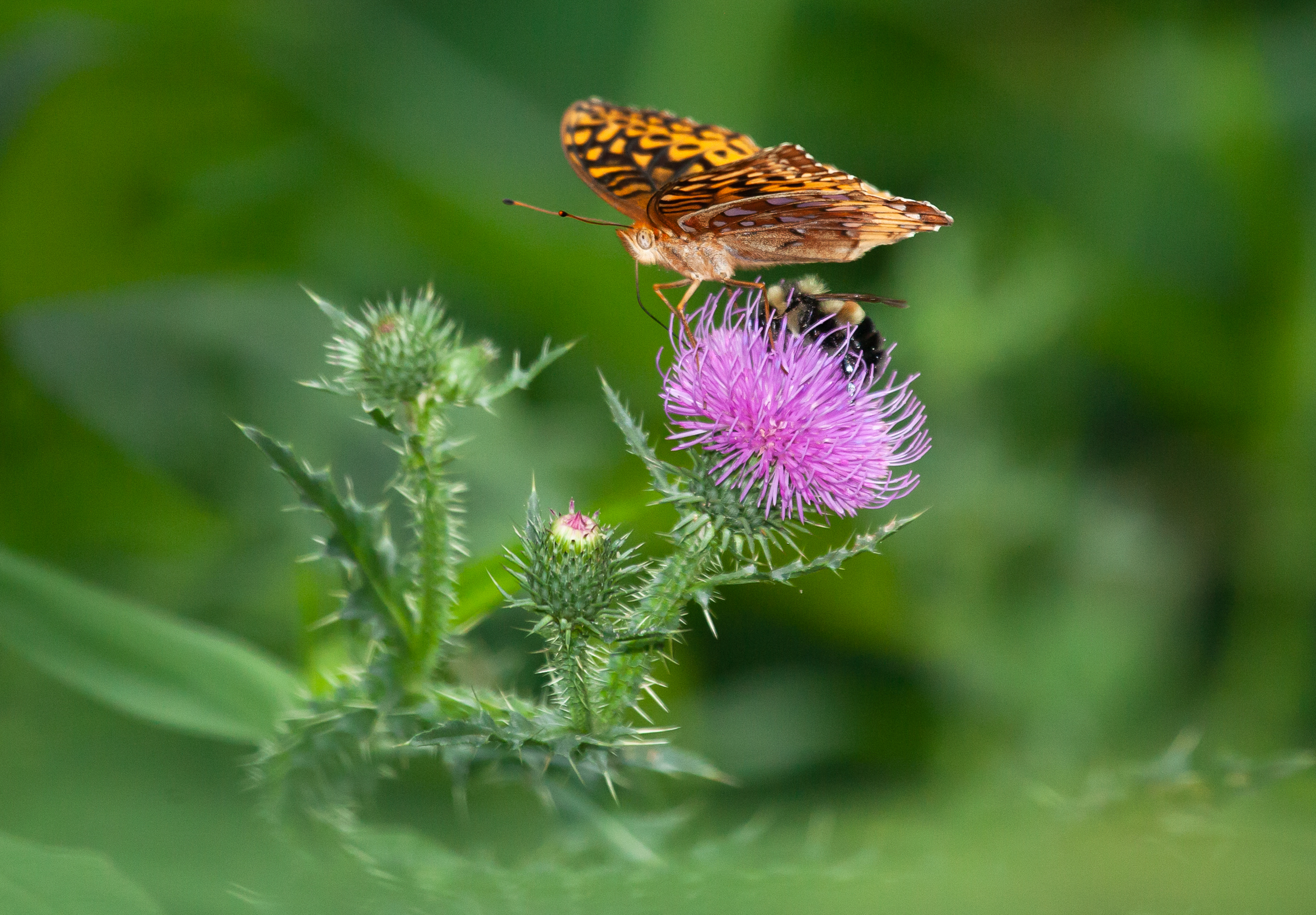 The rusty-patched bumblebee (seen here alongside this butterfly) is the first wild bee to be added to the endangered species list. Its presence on farms in Little Valley, Virginia has halted construction of the pipeline in the region. Photograph by Steven David Johnson