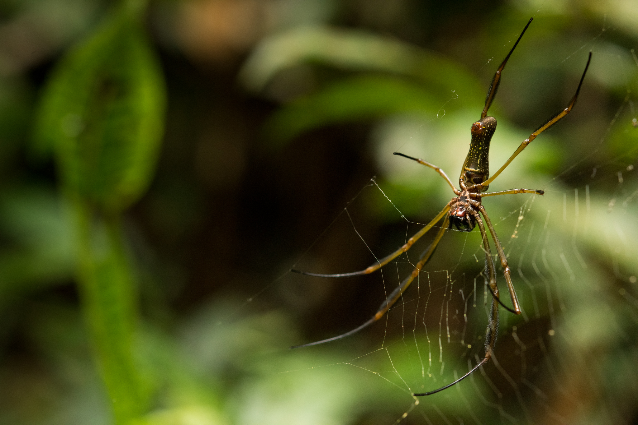 The scientists share their study site with countless spiders, snakes, and other tree-dwelling residents of the Amazon rainforest.