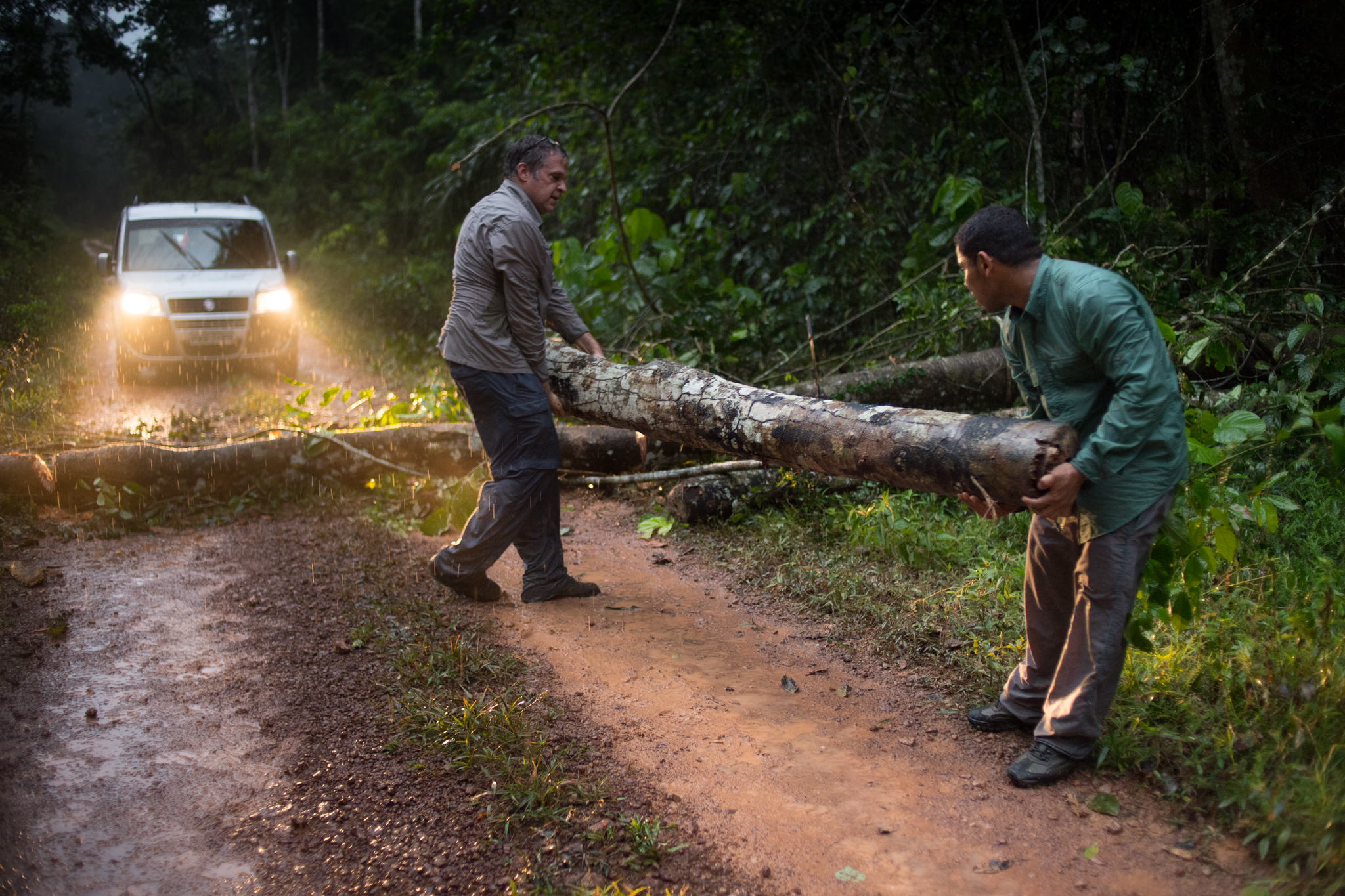 Scott Saleska and Kleber Silva Campos work to clear the fallen Cecropia trees that have blocked the road.