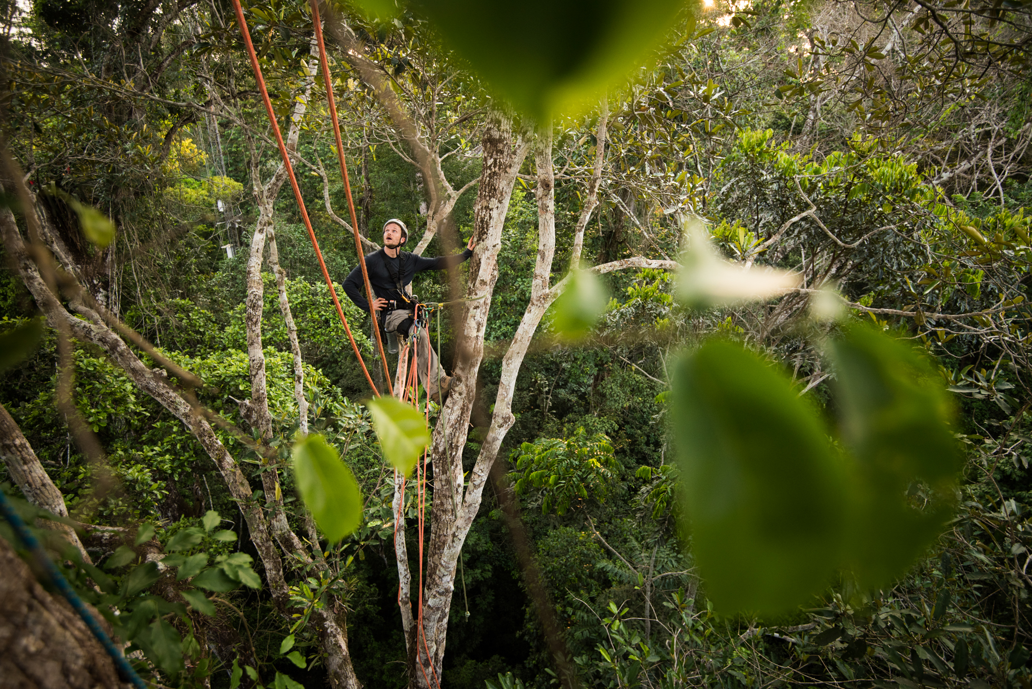 Neill Prohaska takes a break high in the rainforest canopy. Climbing into these trees requires an enormous amount of effort, especially because of the high humidity and heat.