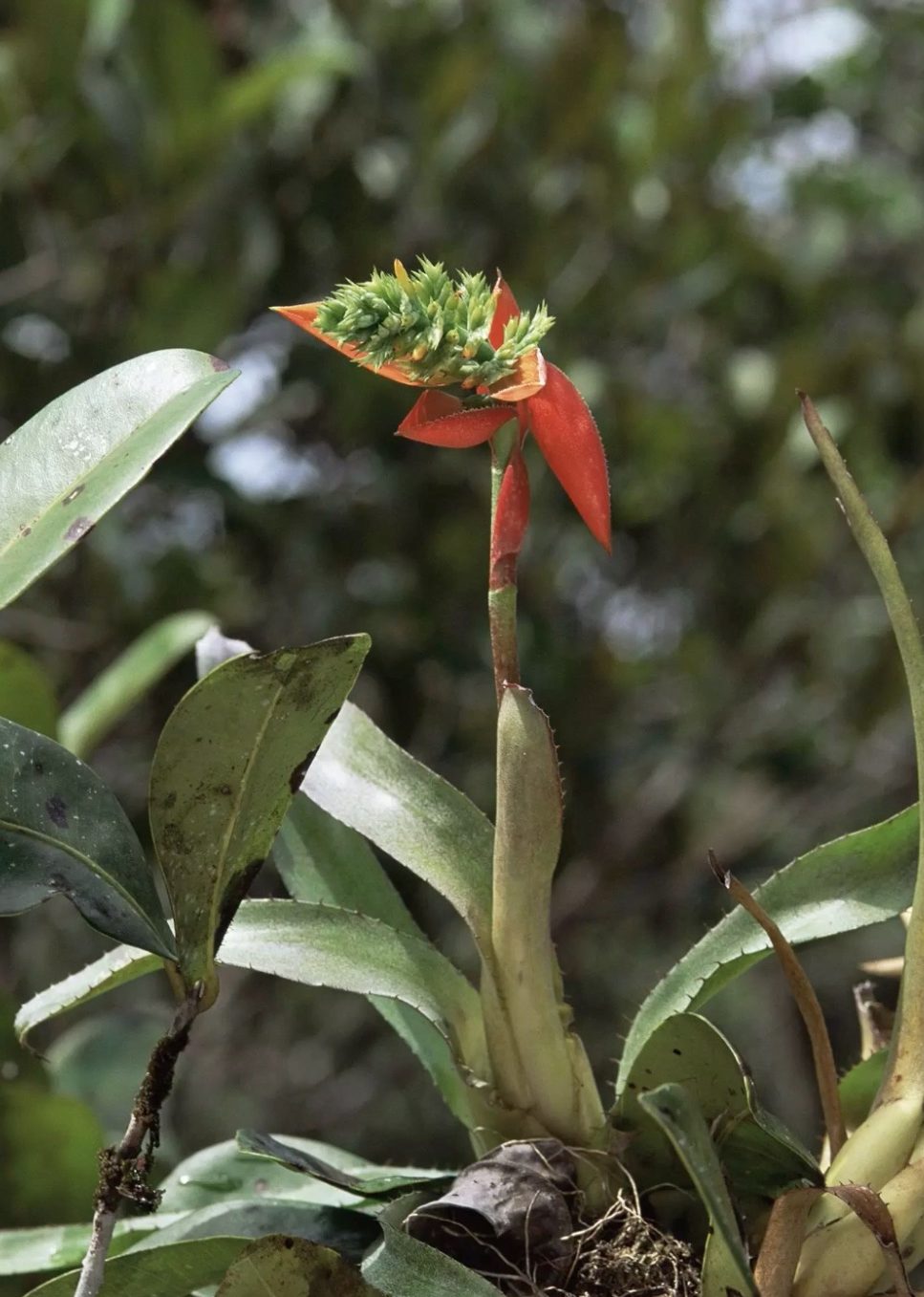 A bromeliad (Aechmea mertensii) blooms in the rainforest canopy. Photo by Luiz Claudio Marigo