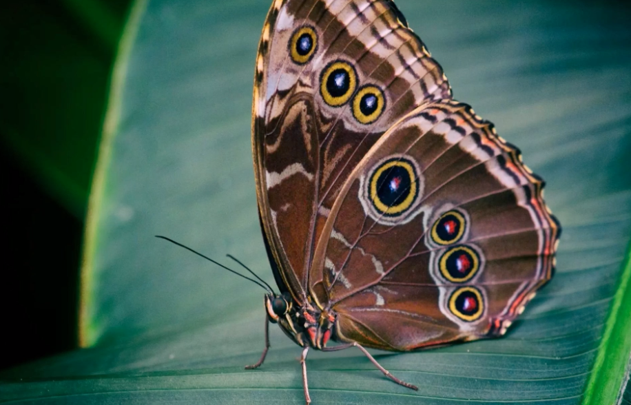 An owl butterfly rests on a leaf. Photo by Kim Schandorff.