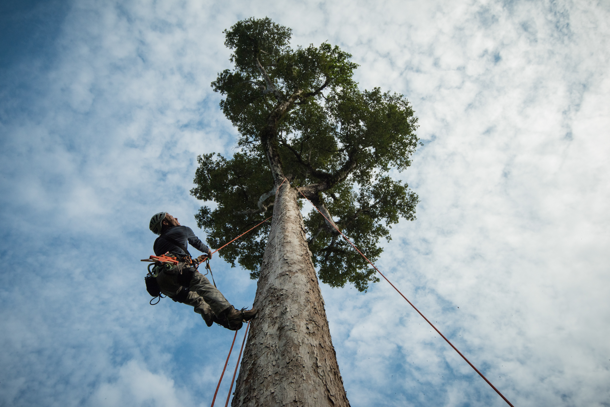 Neill Prohaska, a Ph.D. student at University of Arizona, ascends a tree in Brazil’s Tapajós National Forest to install a monitoring device in the tree’s canopy.