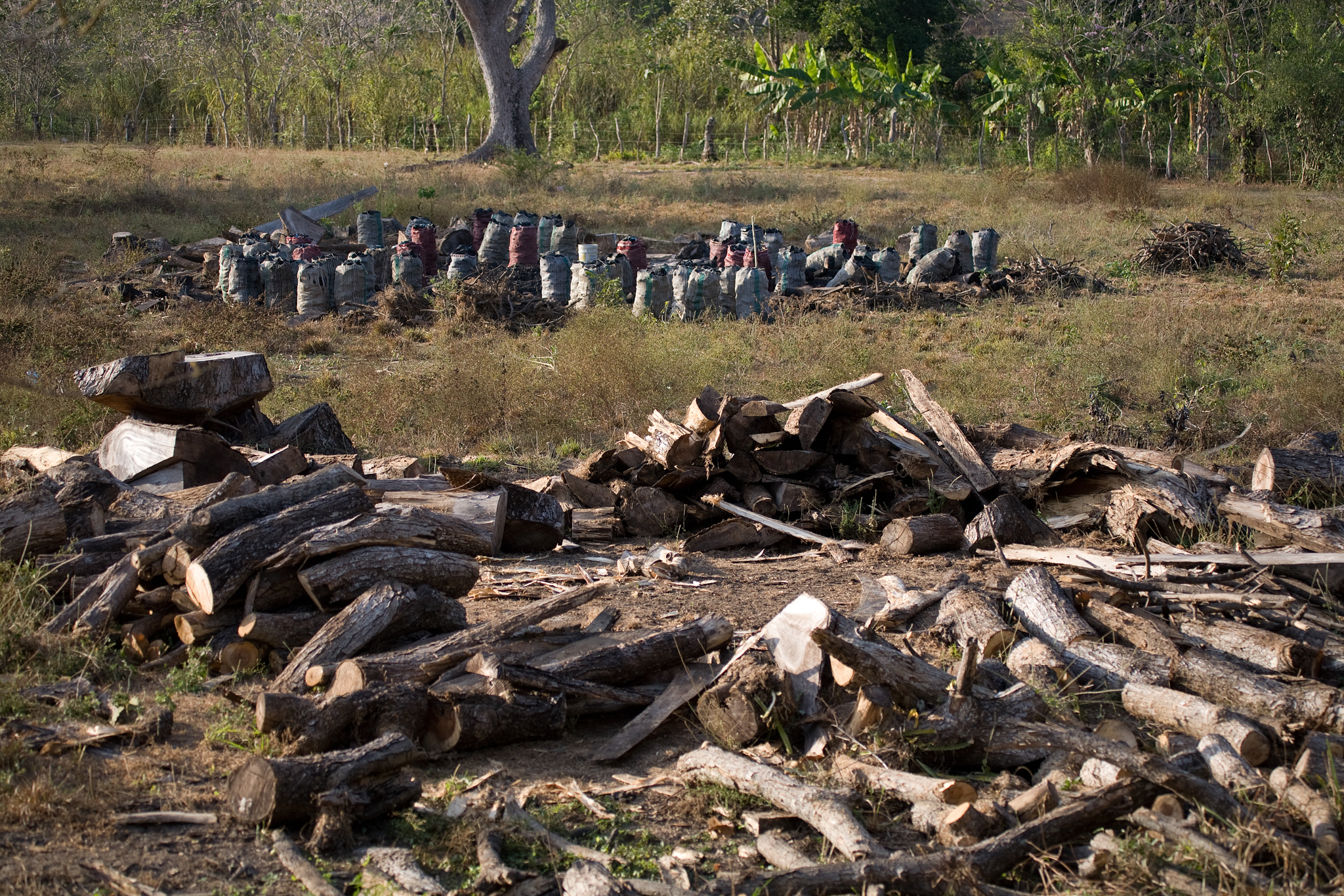 Forest wood and bags of charcoal at the edge of the dry tropical forest. This was once prime cotton-top tamarin habitat. Photo by Lisa Hoffner