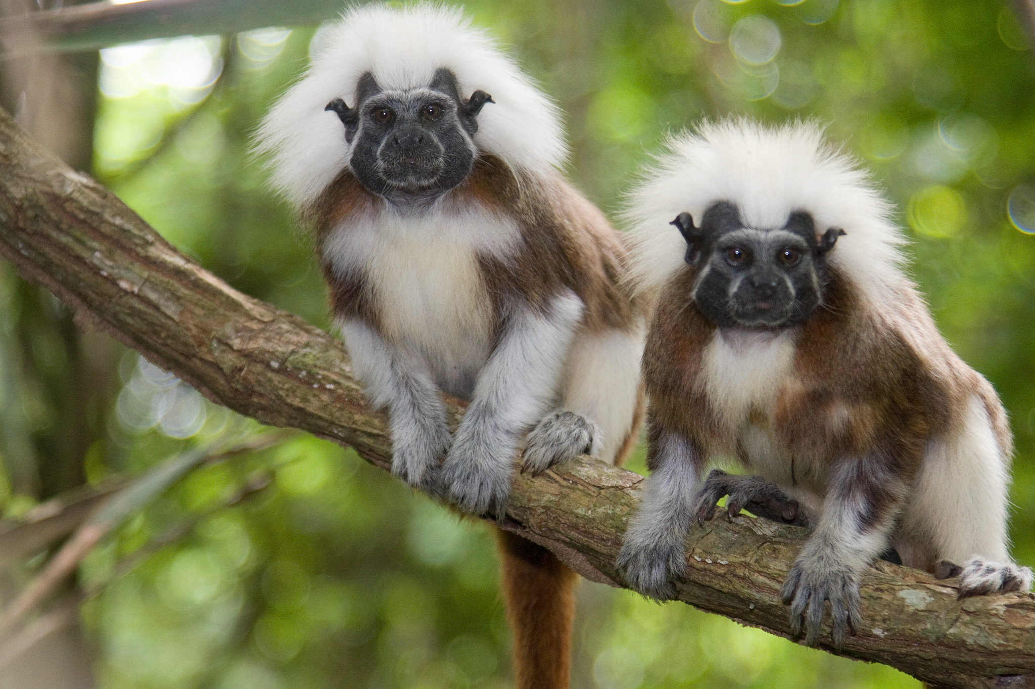 Photo by Ronald de Hommel
