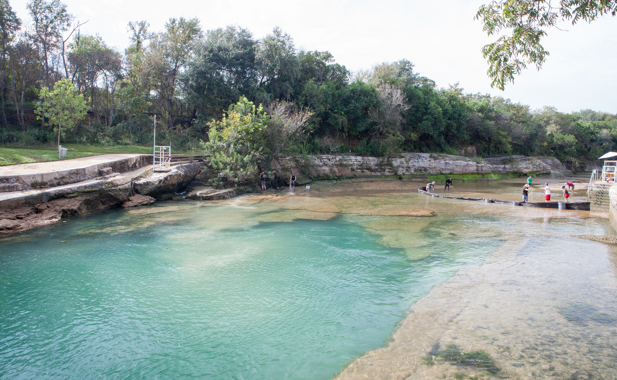 With the water level lowered, the natural limestone bottom of the pool is more obvious. To the right, volunteers scrub down the exposed stone, while across the pool, the salamander biologists continue checking for stranded salamanders.