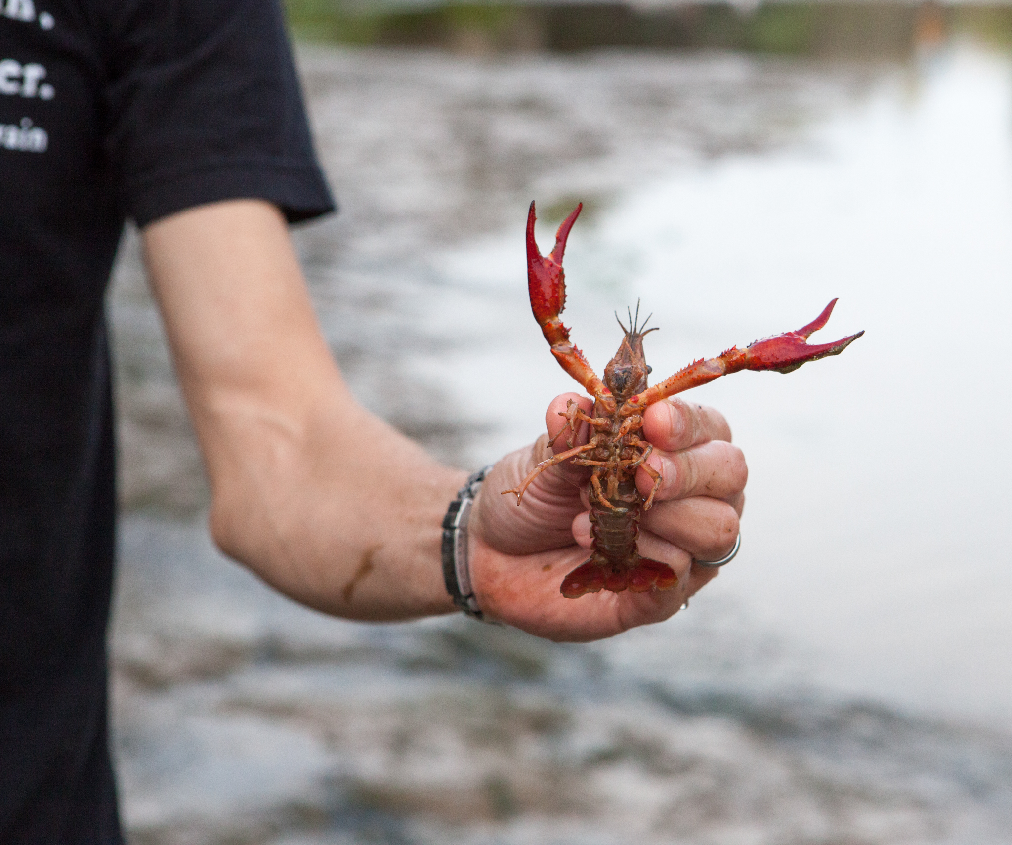 Devitt holds up a red swamp crayfish (Procambarus clarkii), another resident of Barton Springs Pool. The pool is home to numerous species of plants and animals, all forming a functioning ecosystem that the salamanders depend on to survive.