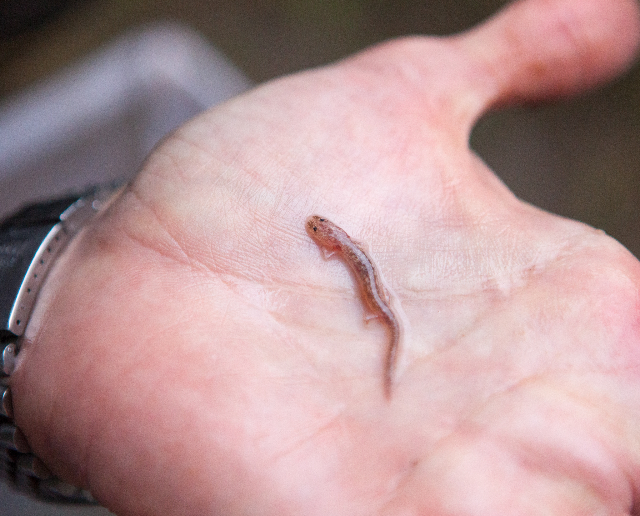 Devitt holds a Barton Springs salamander caught at Sunken Garden. Although the animals have evolved to spend their entire lives underwater, they can survive out of the water for brief periods.