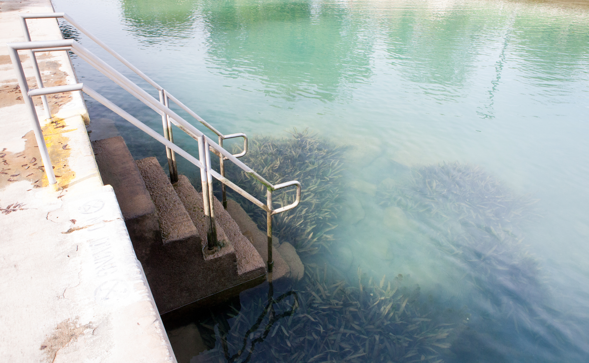 Concrete steps lead down into the lowered water of Barton Springs Pool during one of the cleanings.