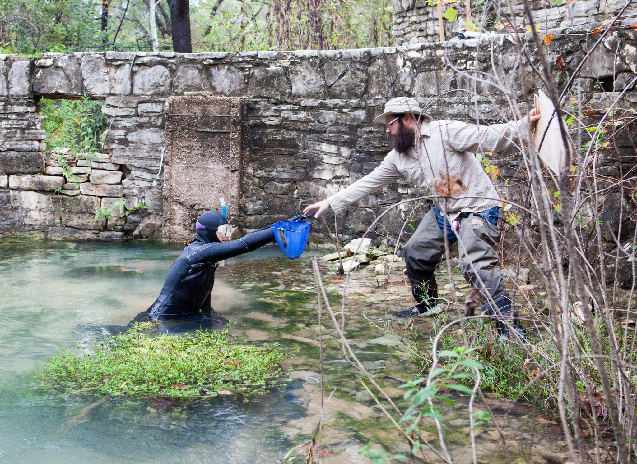 Donelle Robinson, a salamander biologist, hands Bendik a small net containing a Barton Springs salamander (Eurycea sosorum). Bendik will photograph the individual for their records, and Devitt will remove the tip of its tail for genetic analysis before they release it. (The tail section will grow back.)