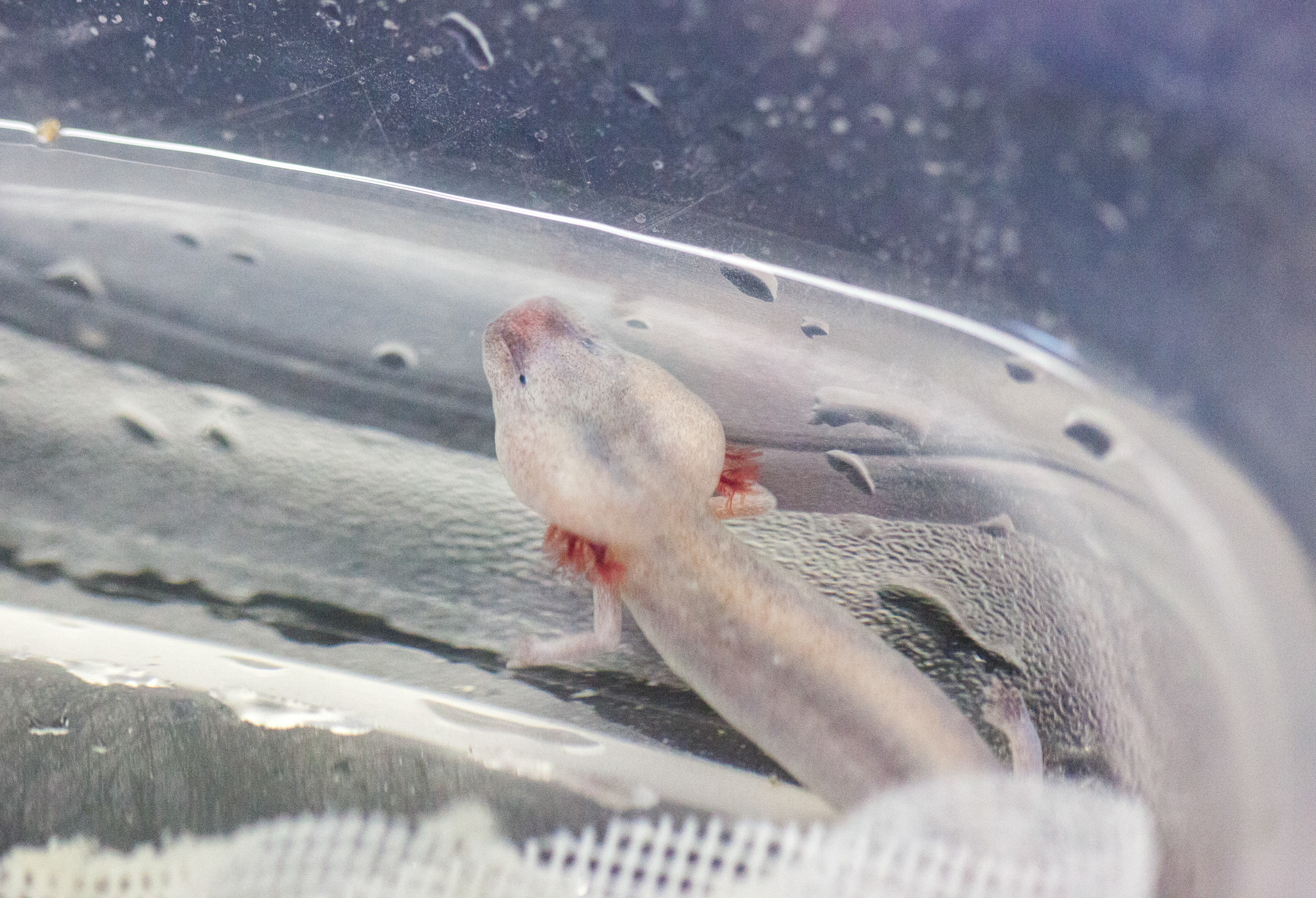 Like their cousins the Barton Springs salamanders, Austin blind salamanders are also neotenic, meaning that they maintain certain juvenile characteristics—including their external gills—for their entire lives.
