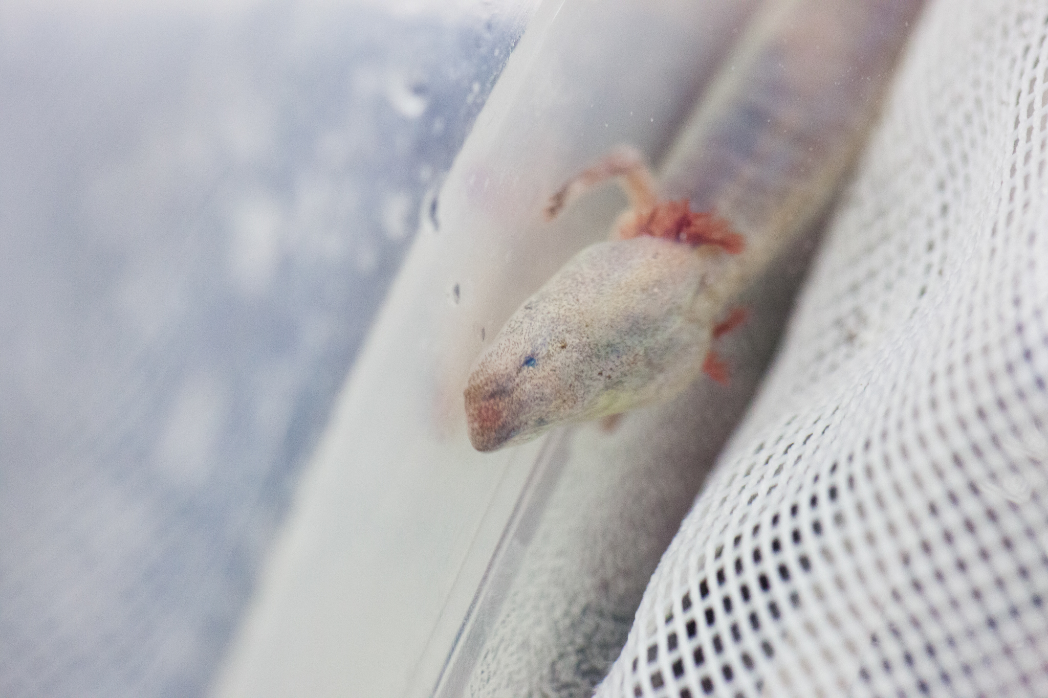 At more than 18 years old, this Austin blind salamander (Eurycea waterlooensis) is one of the oldest known of its species, and one of the first ever collected.