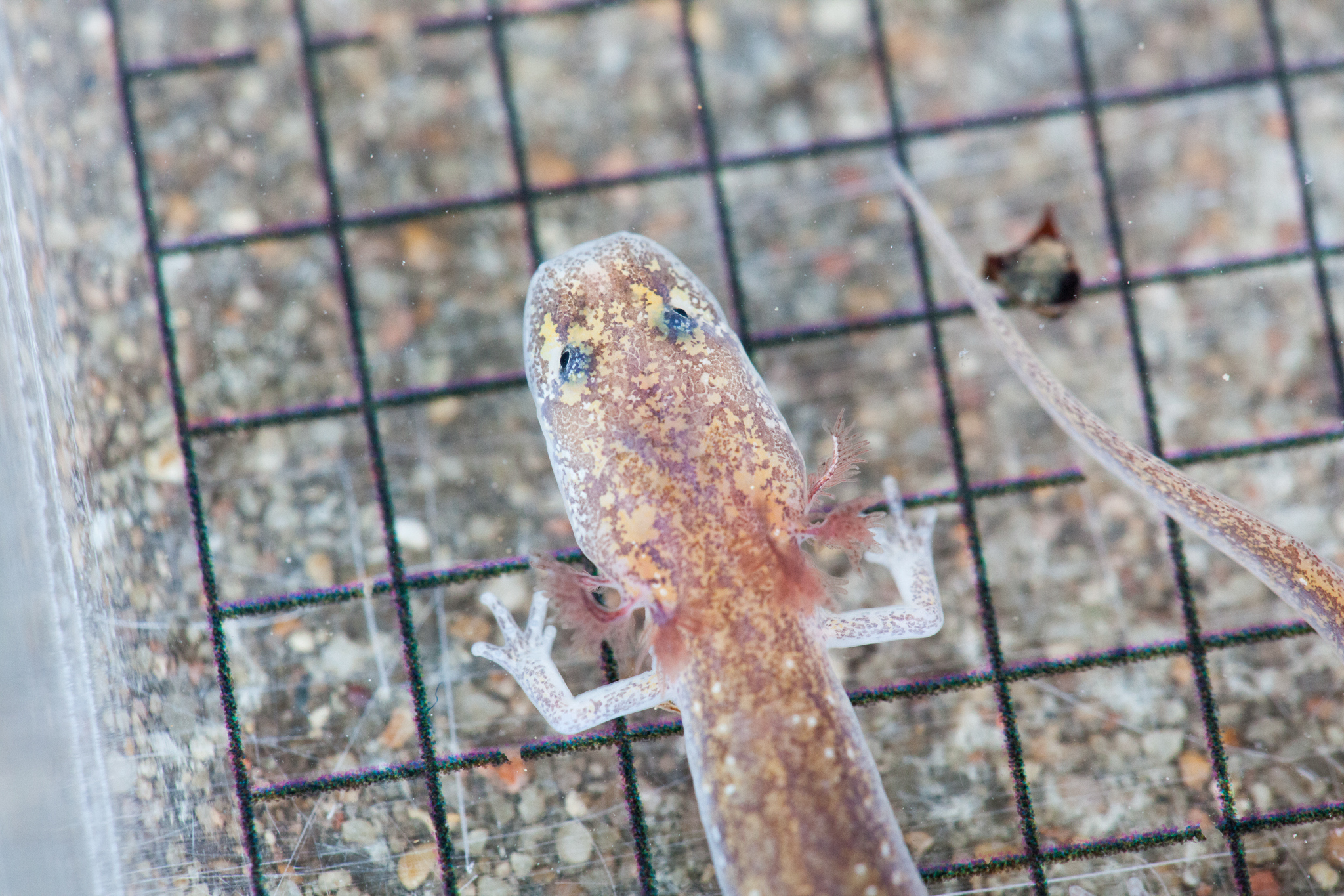 One of the Barton Springs salamanders rescued during the cleaning operation. Unlike most salamanders, these salamanders spend their entire lives underwater, and never lose the external gills that they sport as aquatic larvae.
