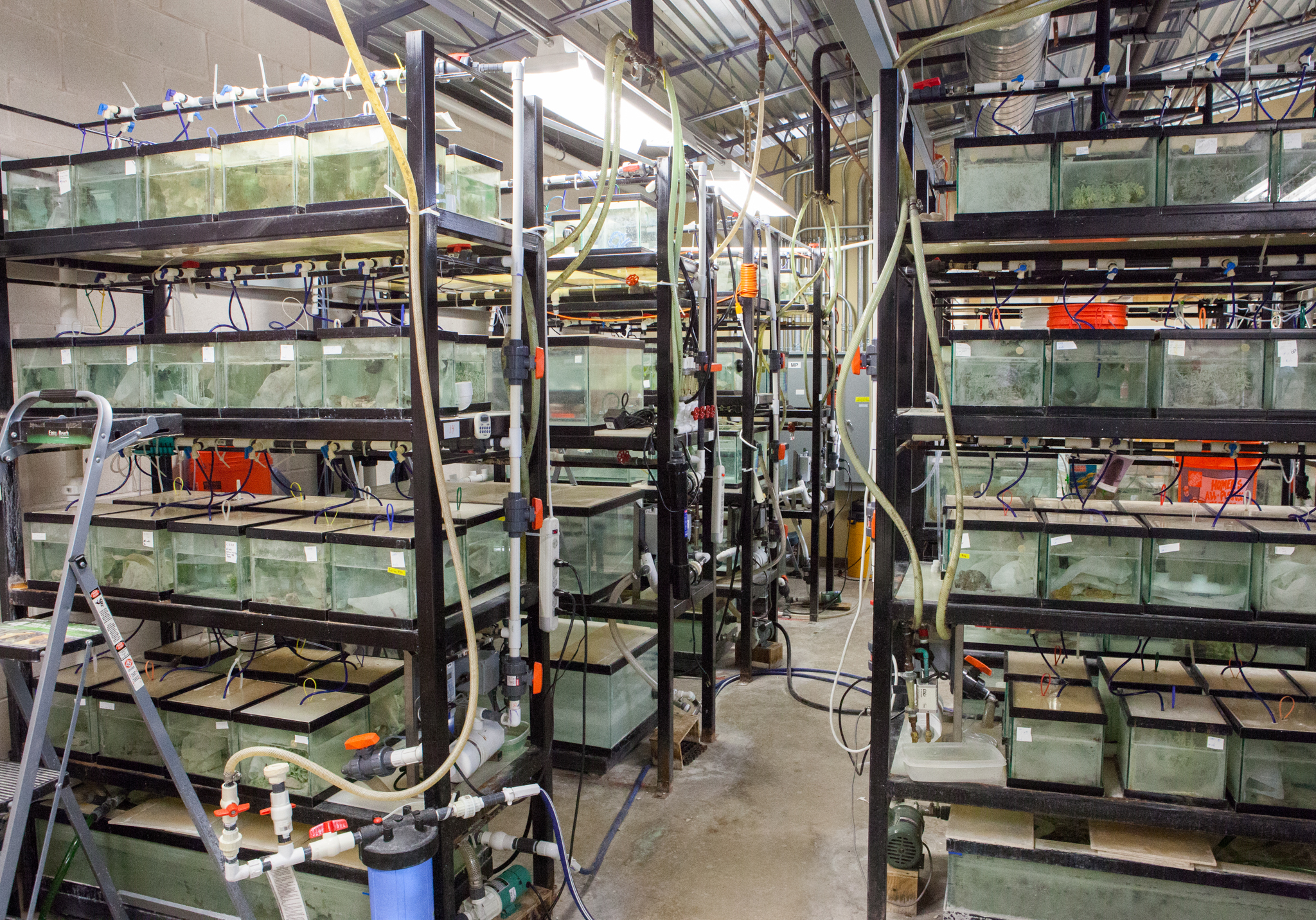 These stacked glass tanks contain, all told, about 400 Barton Springs salamanders and about 40 Austin blind salamanders. This captive breeding facility provides insurance against a catastrophic spill in the contributing or recharge zone of Barton Springs that could wipe out the entire wild populations of both species.