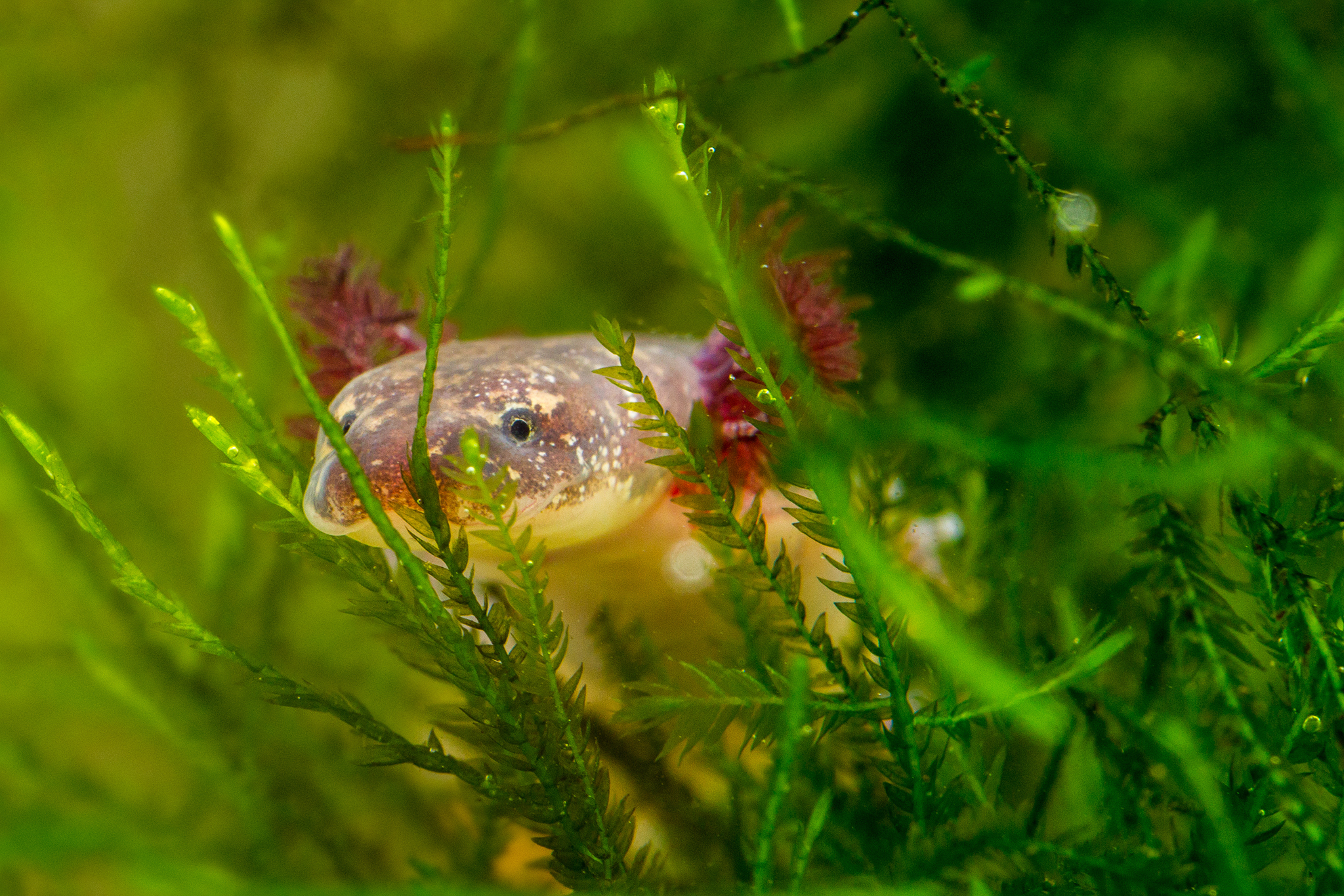Barton Springs Salamander (Eurycea sosorum)
