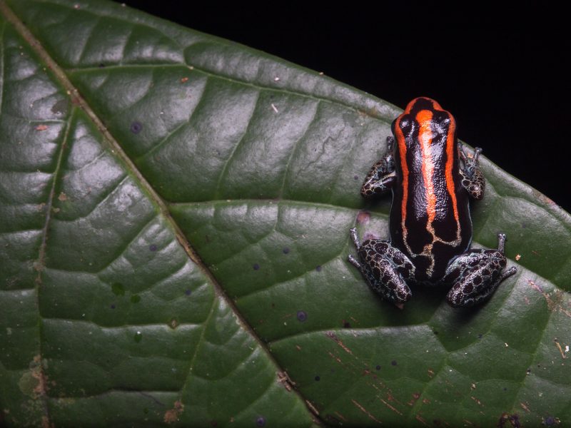 Unlike most frogs in Yasuní, poison dart frogs are diurnal and are typically found sleeping on top of leaves at night. This species, the reticulated poison dart frog (Ranitomeya ventrimaculata), is a prime example, and was regularly seen in this position alongside trails.