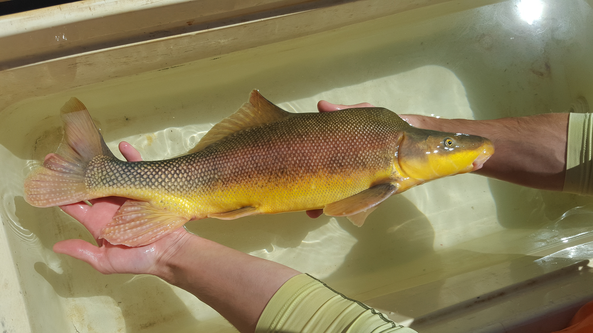 Although researchers aren’t certain what purpose the razorback sucker’s hump serves, they suspect it helps the fish remain stable during the torrential floods that swept through the Colorado Basin before the construction of dams and the modulated flows they create. Photo courtesy of BIO-WEST