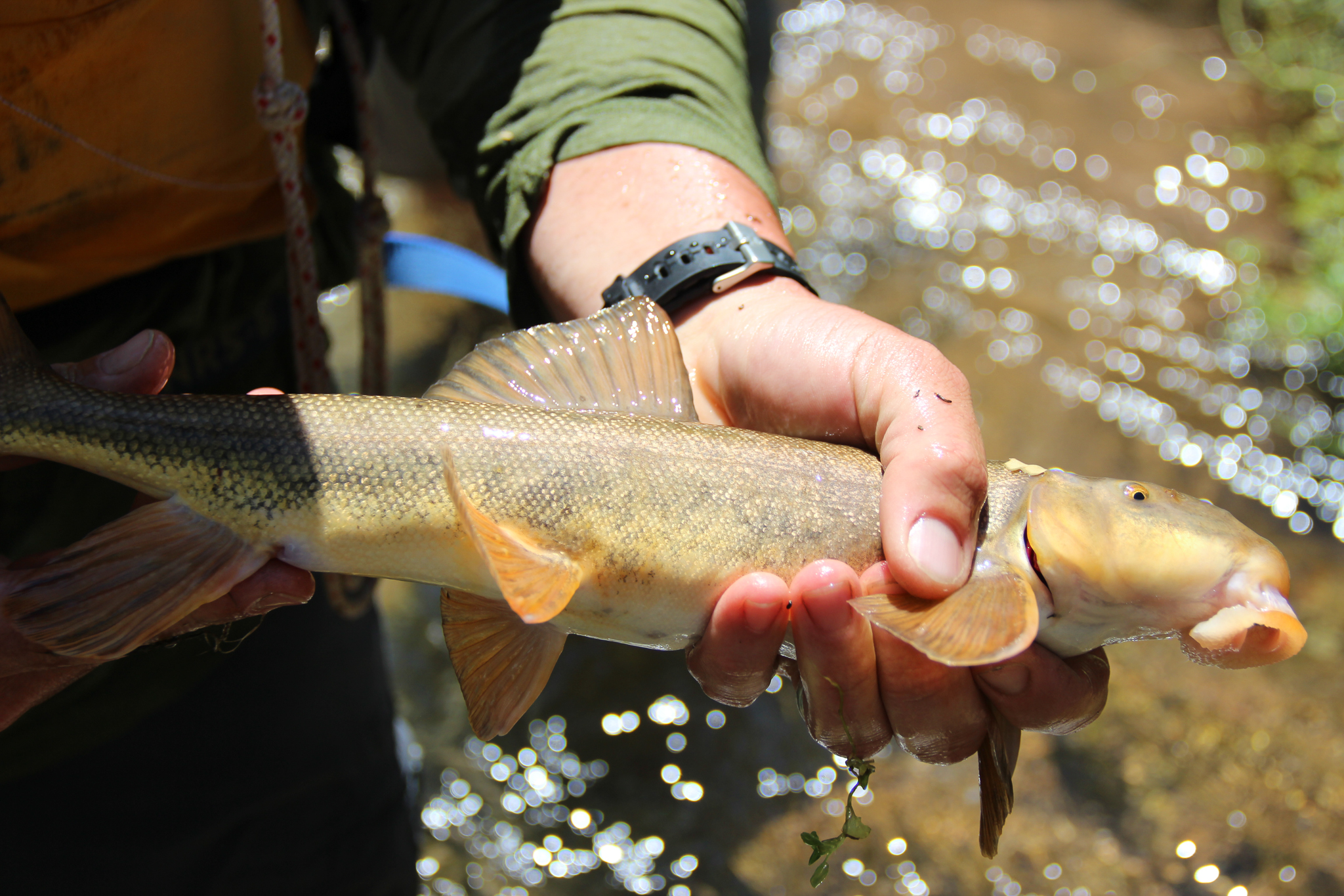 The flannelmouth sucker (Catostomus latipinnis), a close cousin of the razorback, has remained fairly abundant in the Grand Canyon despite significant ecological and hydrological changes.