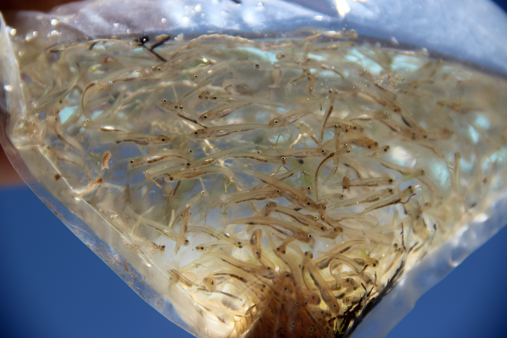 Identifying larval suckers in the field is virtually impossible, which requires the team to bring their catch back to the lab for analysis. Ultimately, our trip netted four larval razorbacks.